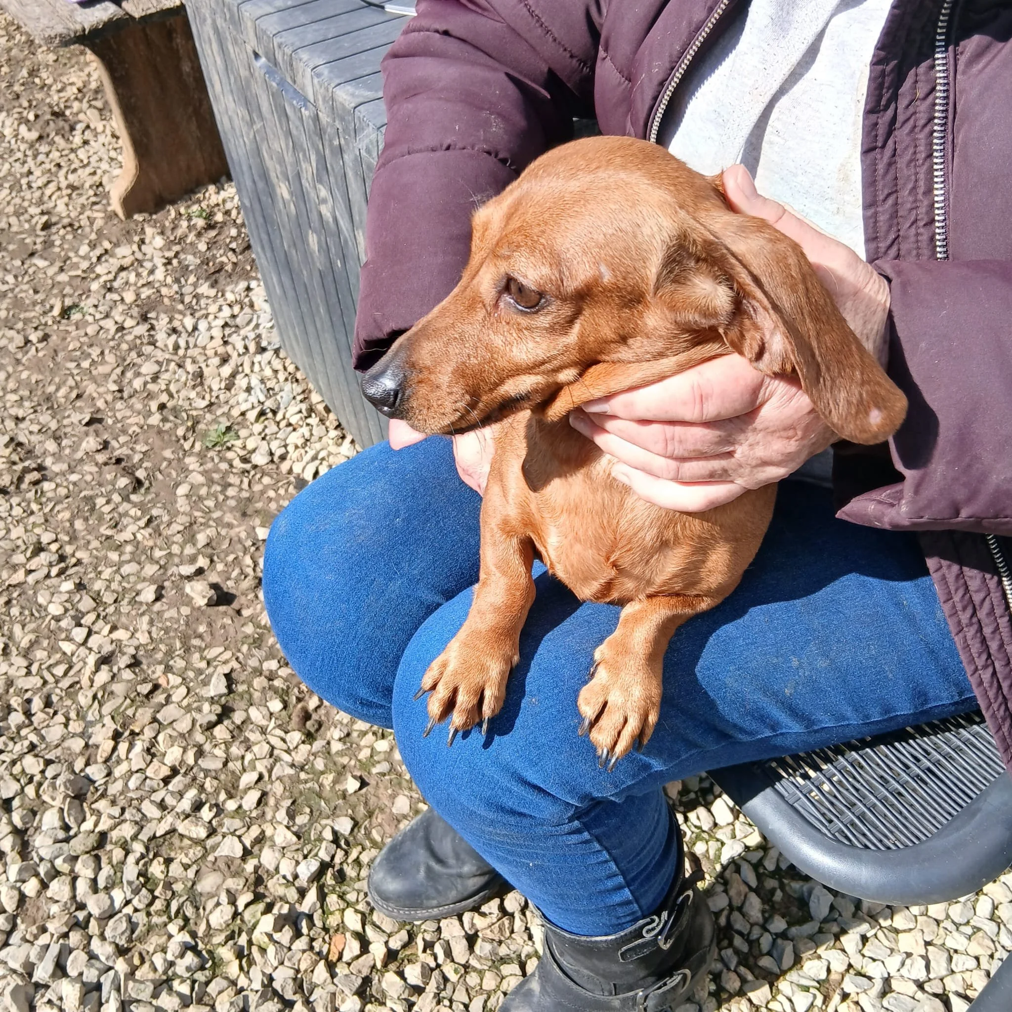 Mini- Dachshund- for -adoption