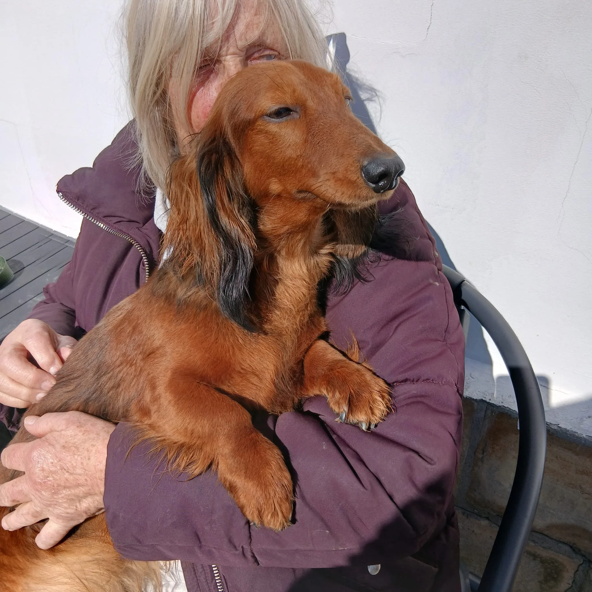 Adopt-a-dachshund