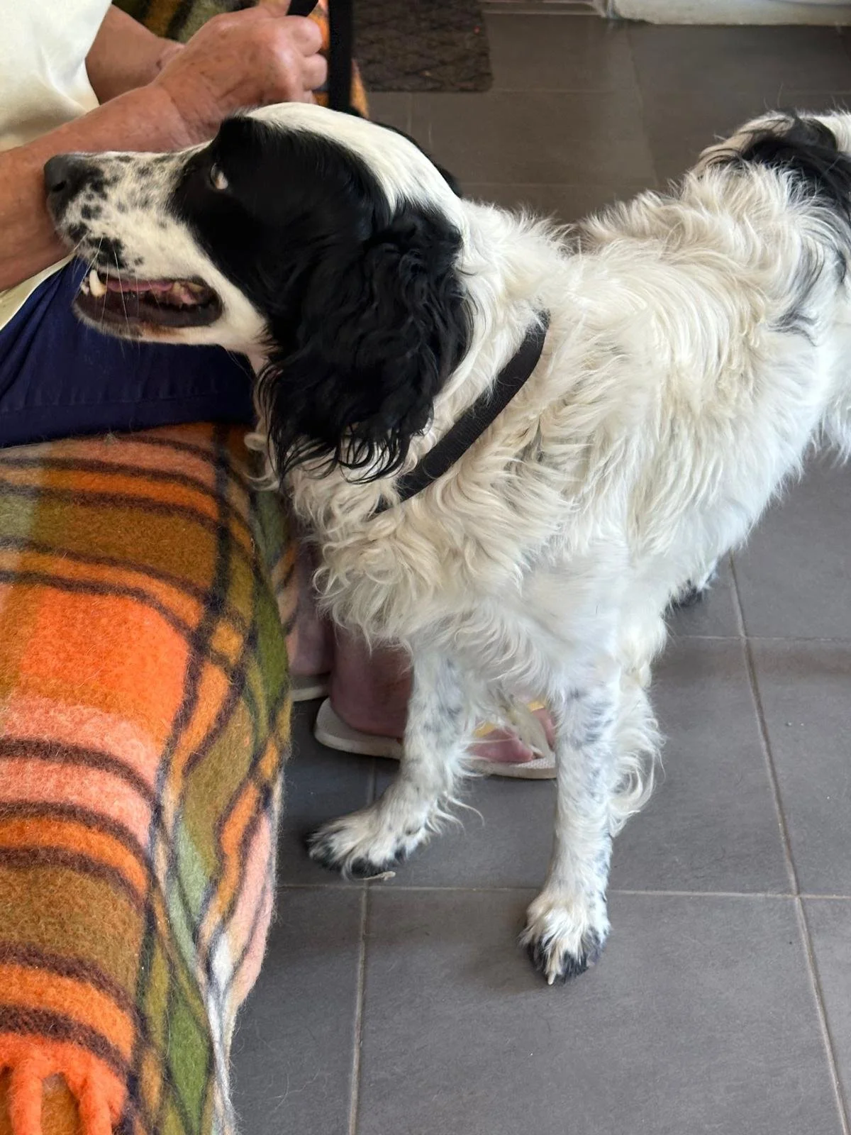 English Setter x Springer Spaniel for Adoption UK | Reggie | Rescue Dogs For Adoption