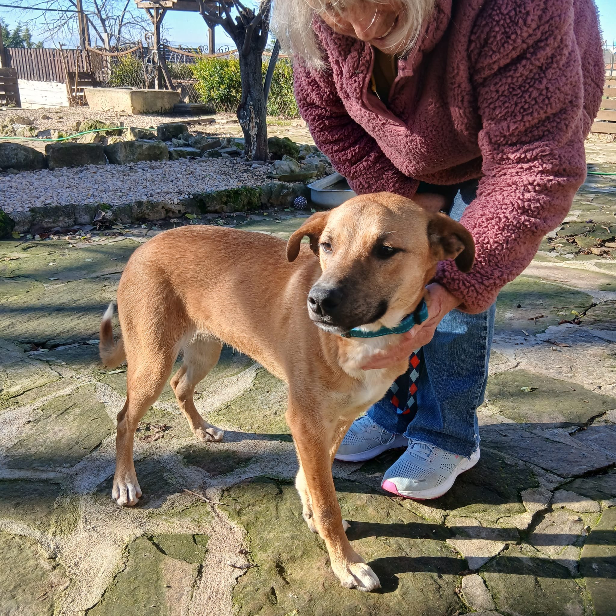 rescue-a-dog - bristol