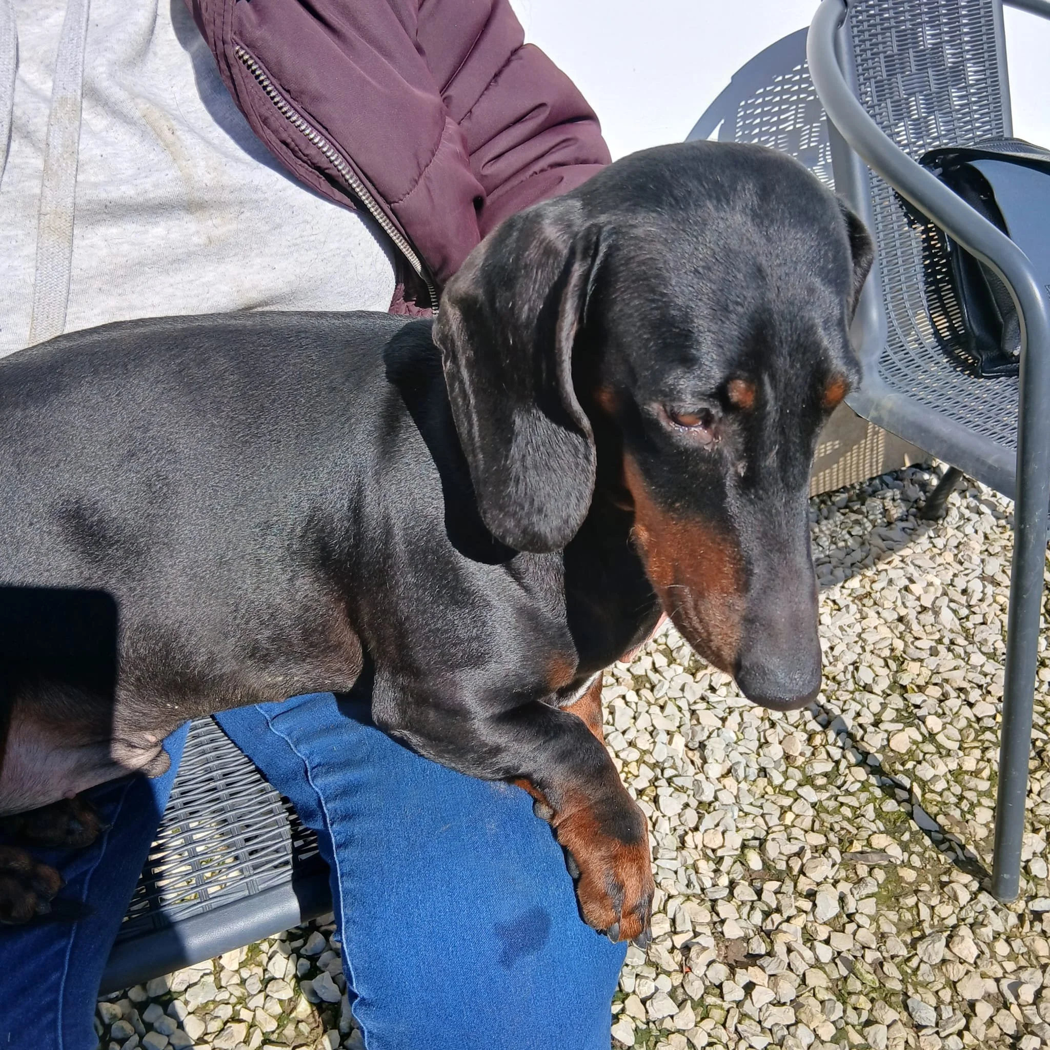 Black-tan-standard=smooth-dachshund
