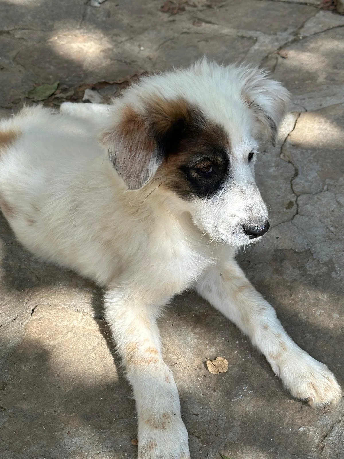 adopt-a-rescue -pup-uk