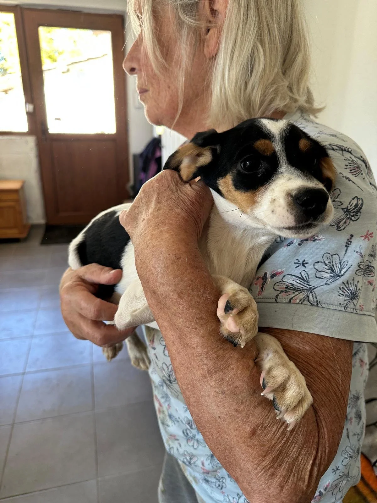 adopt-a-pup-uk