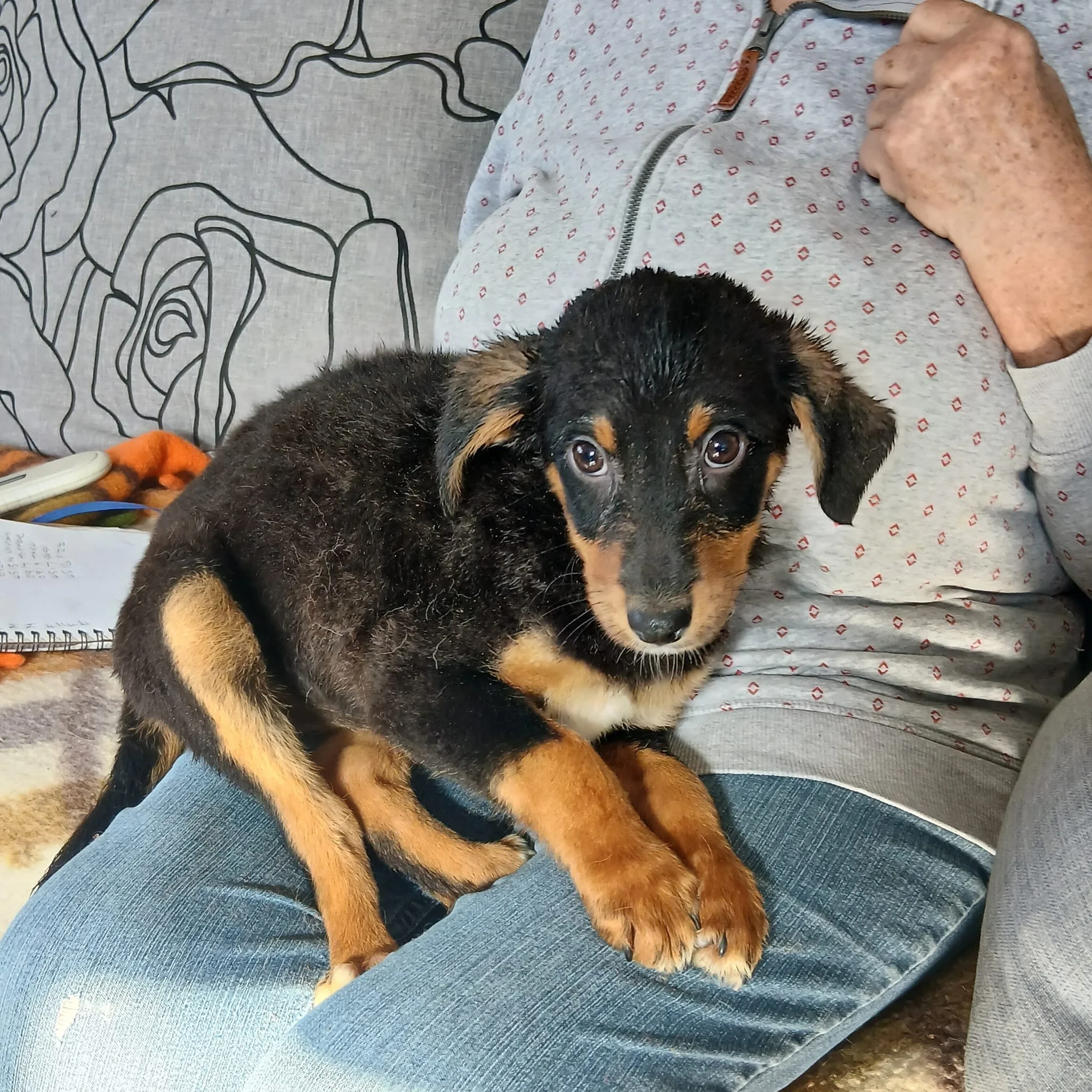 rescue-a-puppy-kent