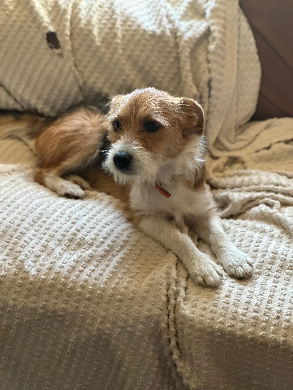 rescue-a -dog- uk