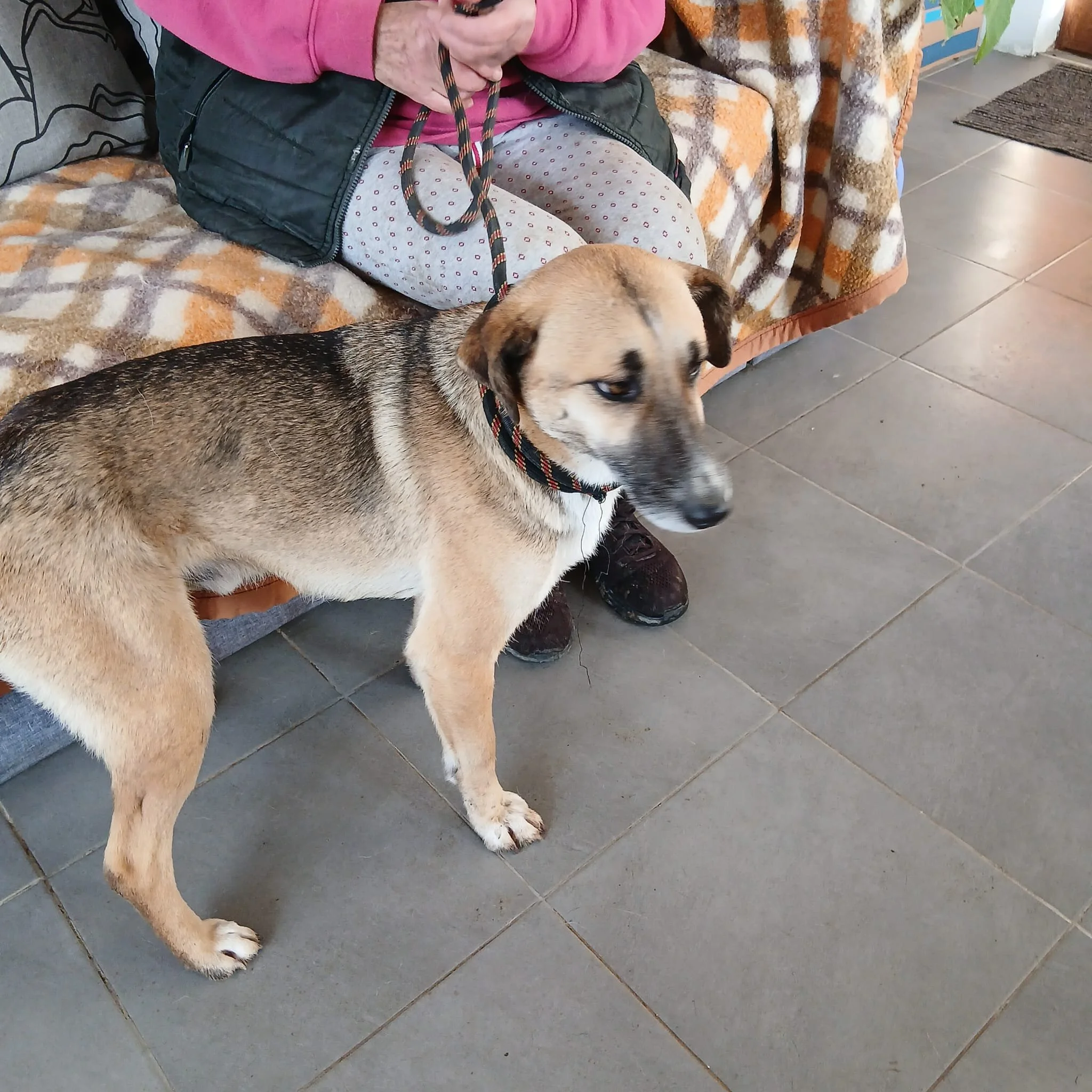 rescue-dogs-for-adoption