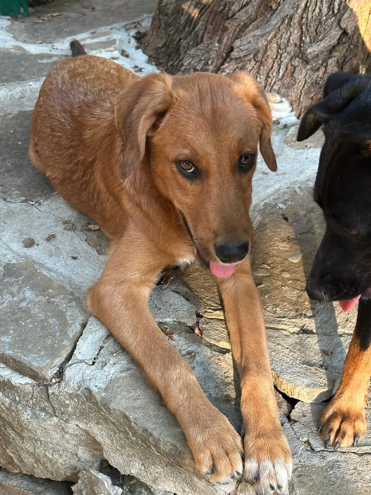adopt-a-dog-uk
