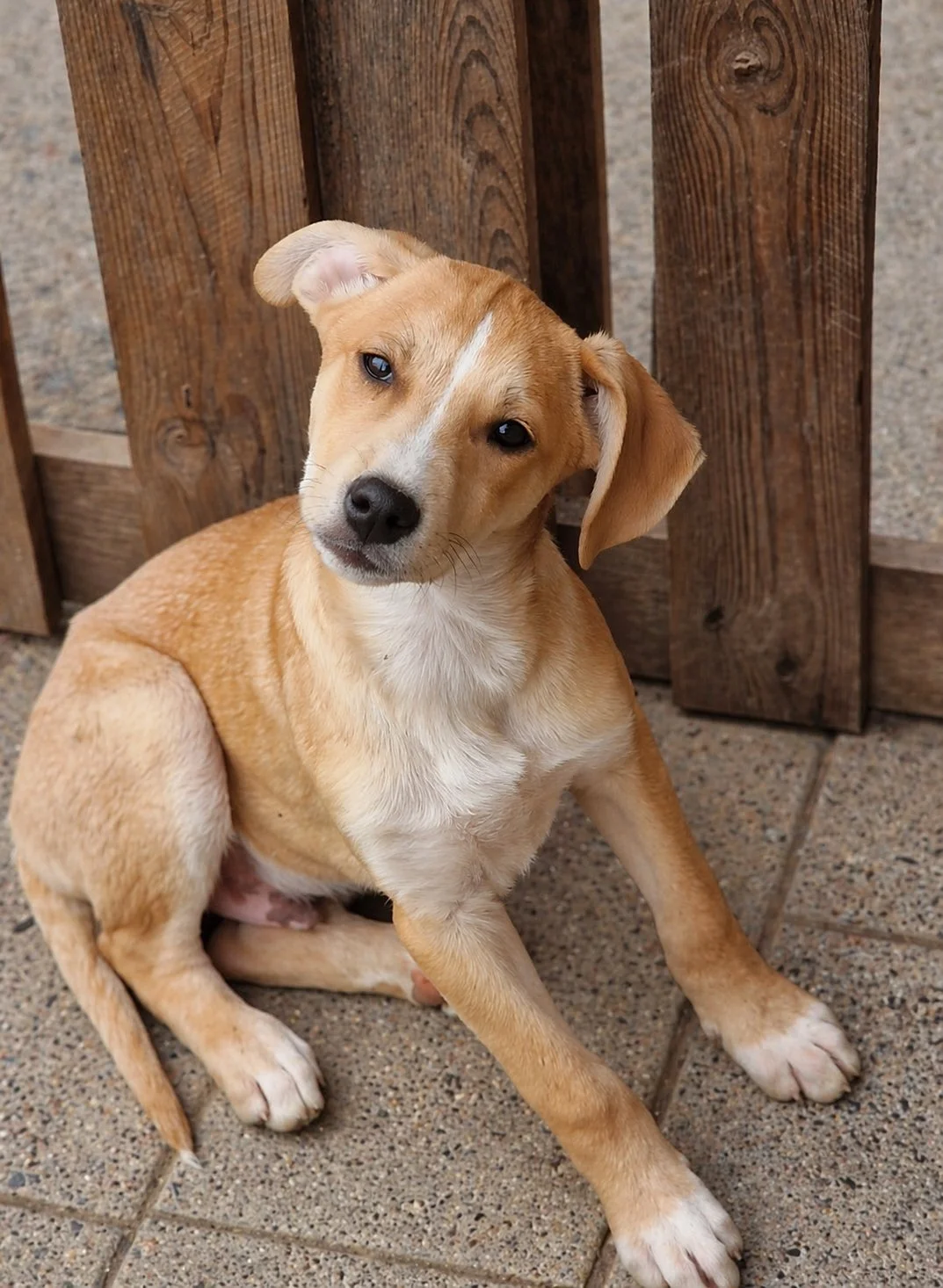 adopt-a-puppy
