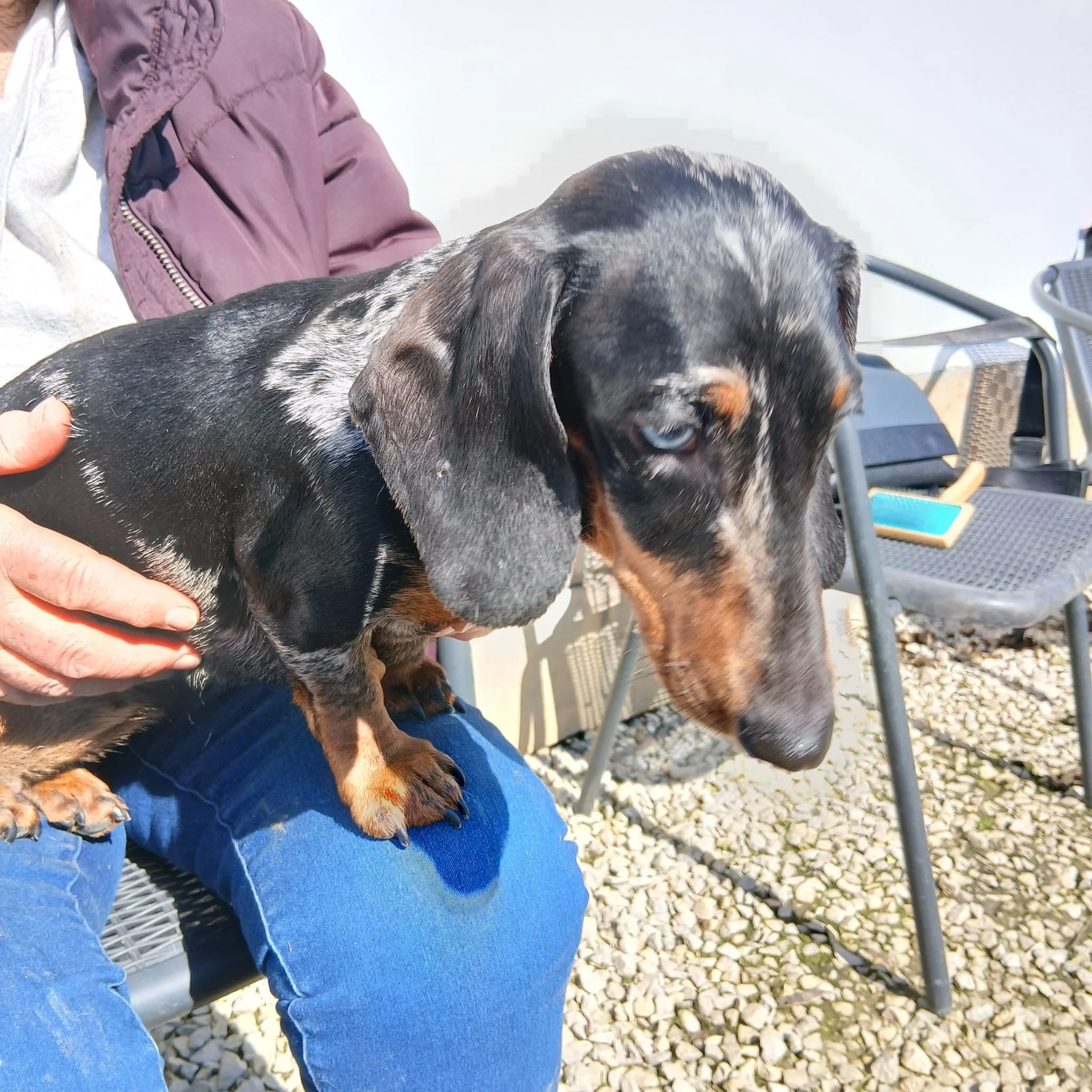 merle-mini-dachshund
