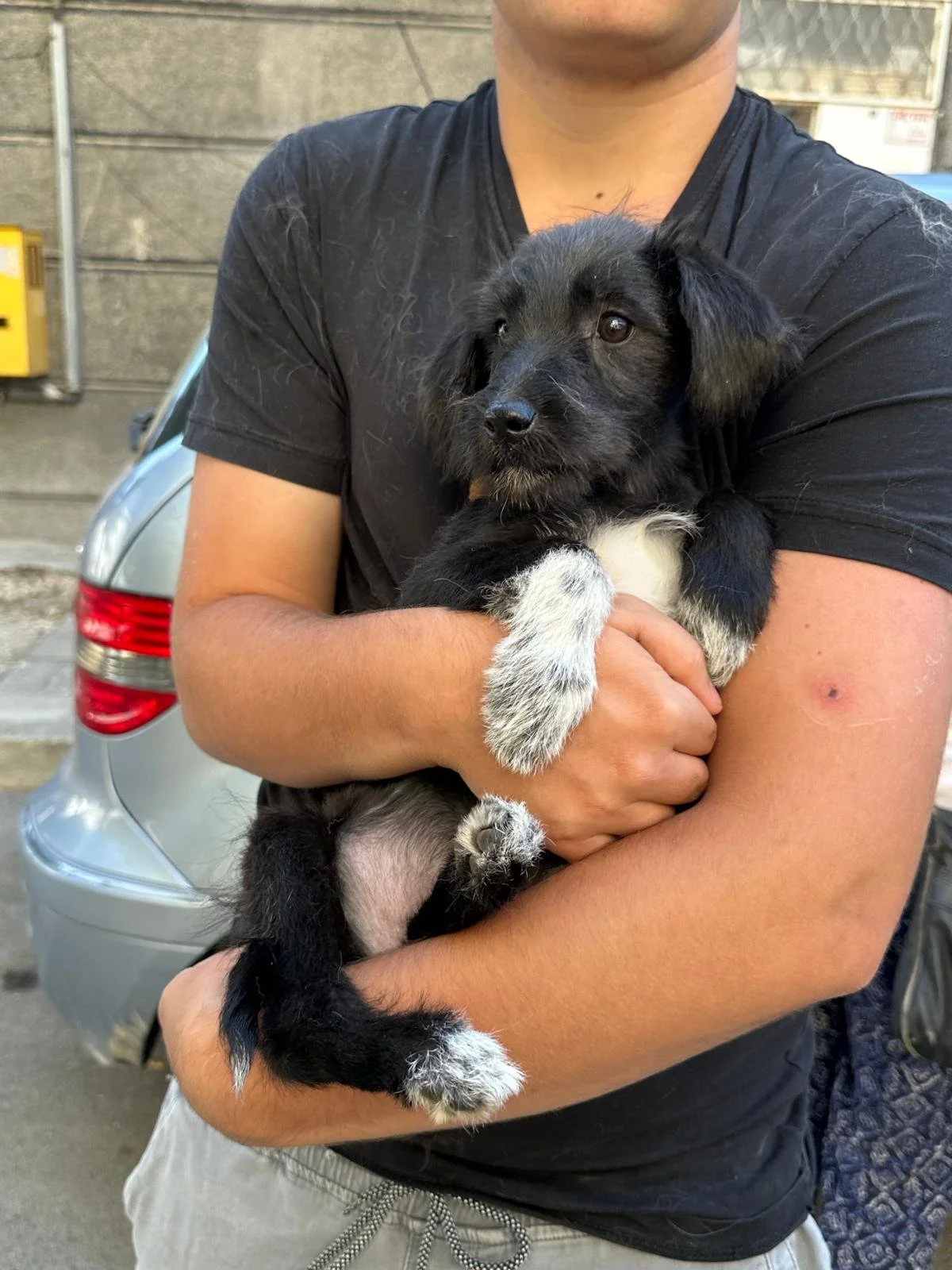 Tootsie – Female Rescue Puppy for Adoption UK