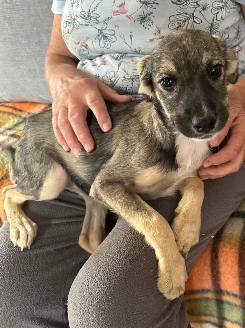 adopt-a-pup-uk