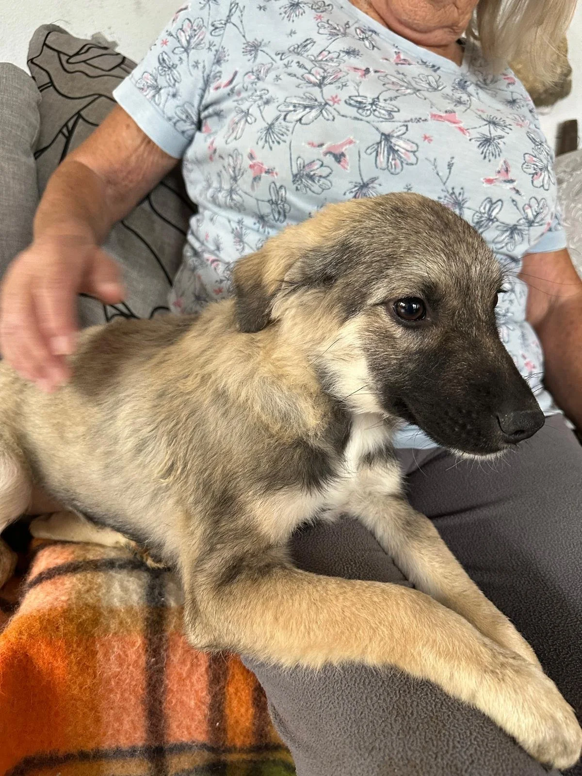 adopt-pup- rescue-uk