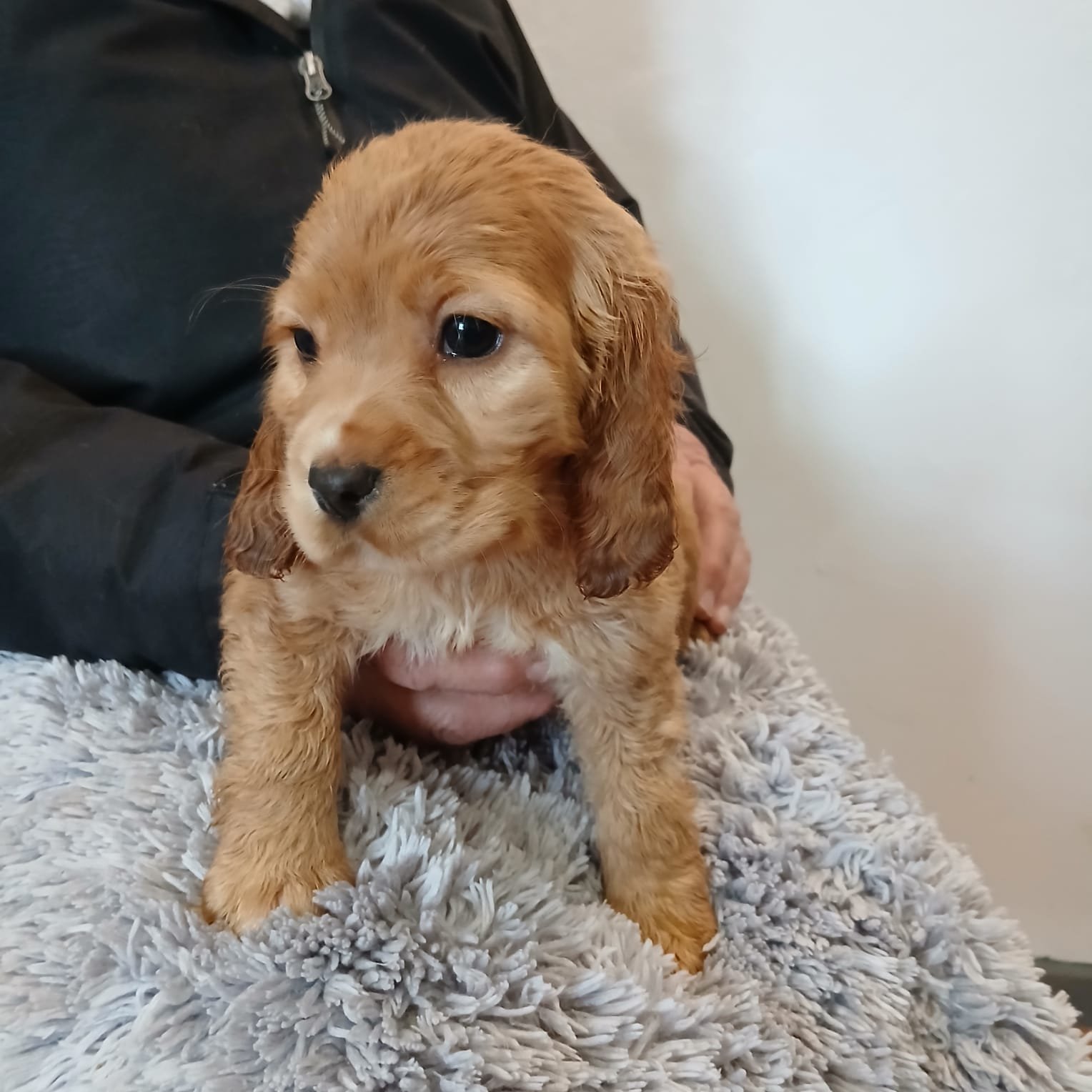 English -Cocker- Spaniel