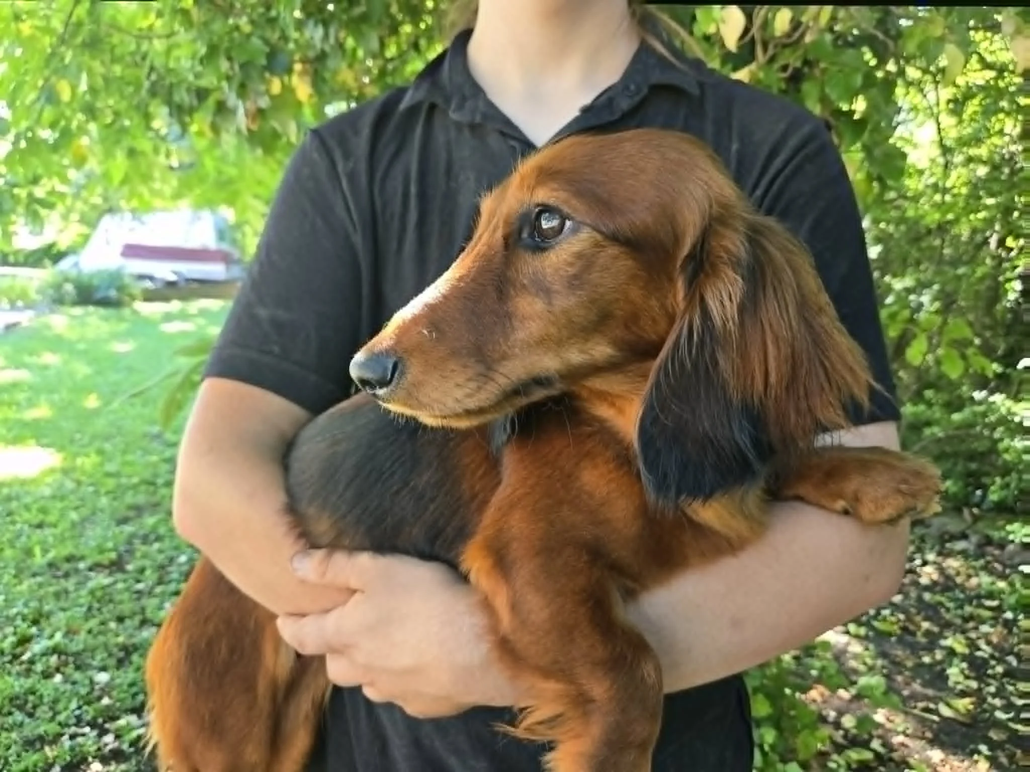 Nina - adopt-a-dachshund