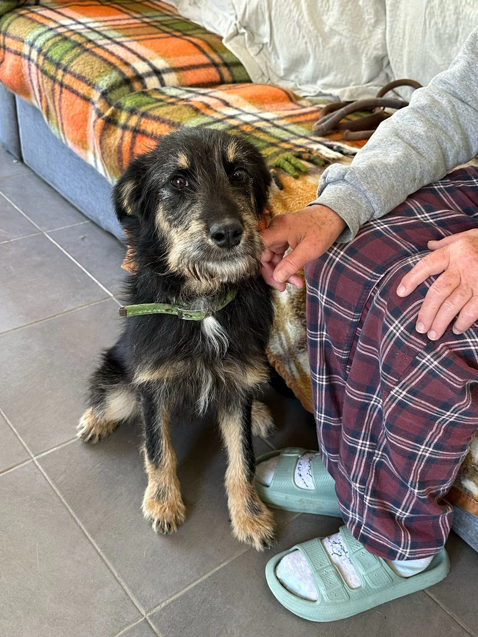 friendly rescue dog Cooper ready for UK adoption