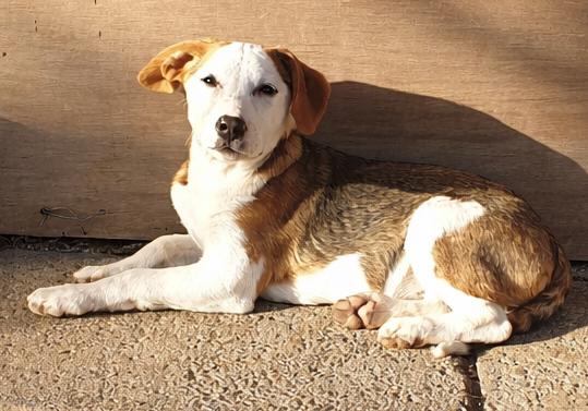 rescue-pup-romania