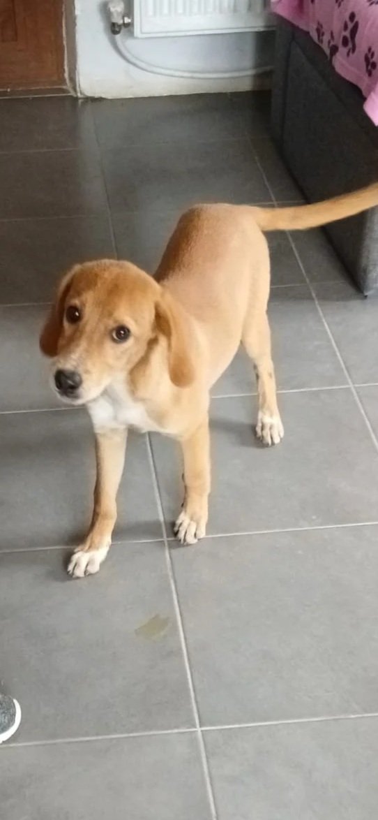 Adopt a labrador