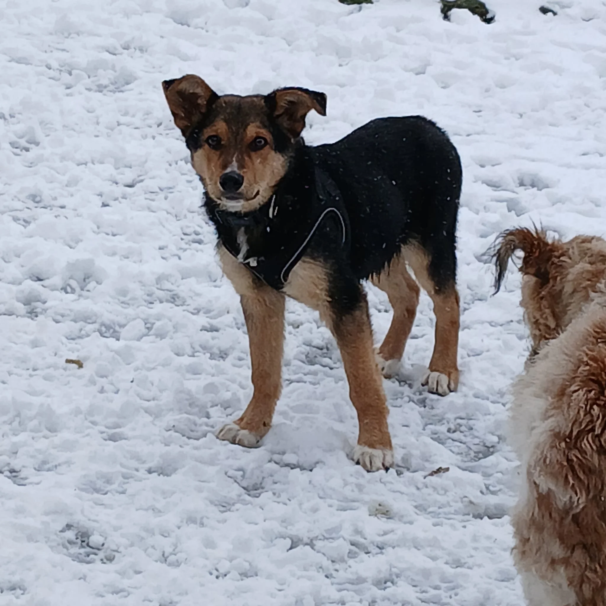German - Shepherd - pup