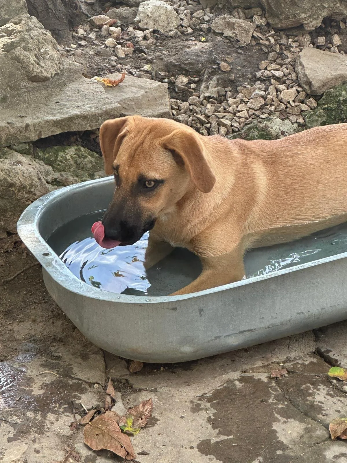 adopt-a-puppy-uk