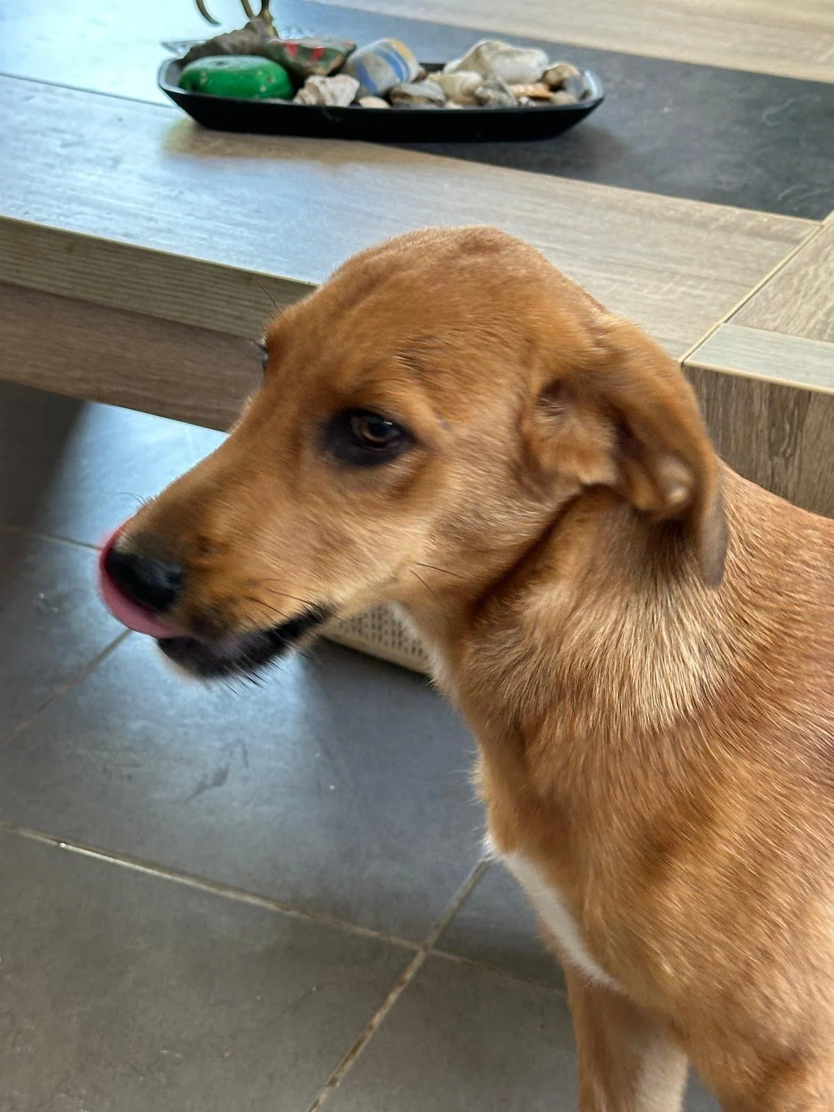 adopt-a-puppy-uk