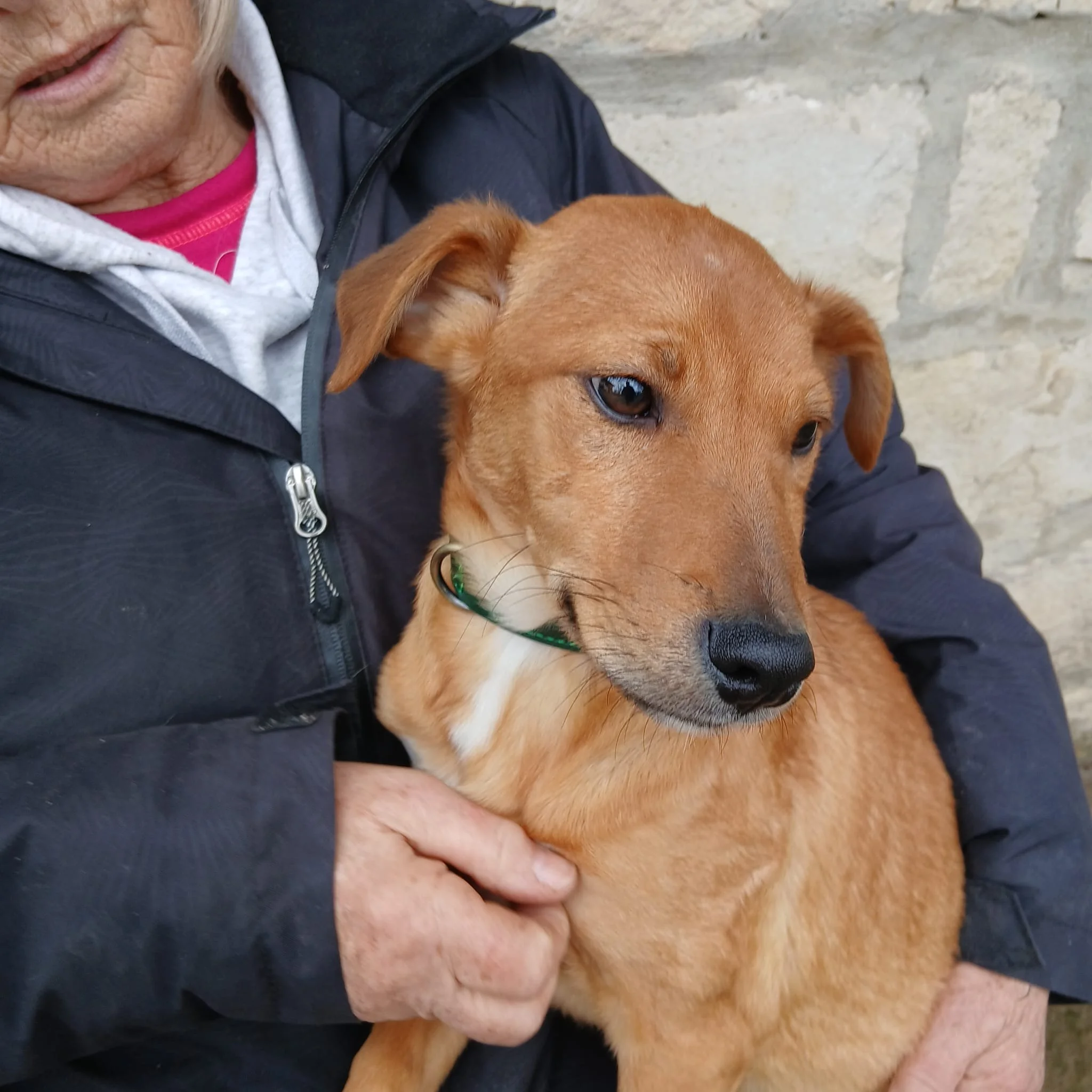 recue-and-adopt-a -puppy