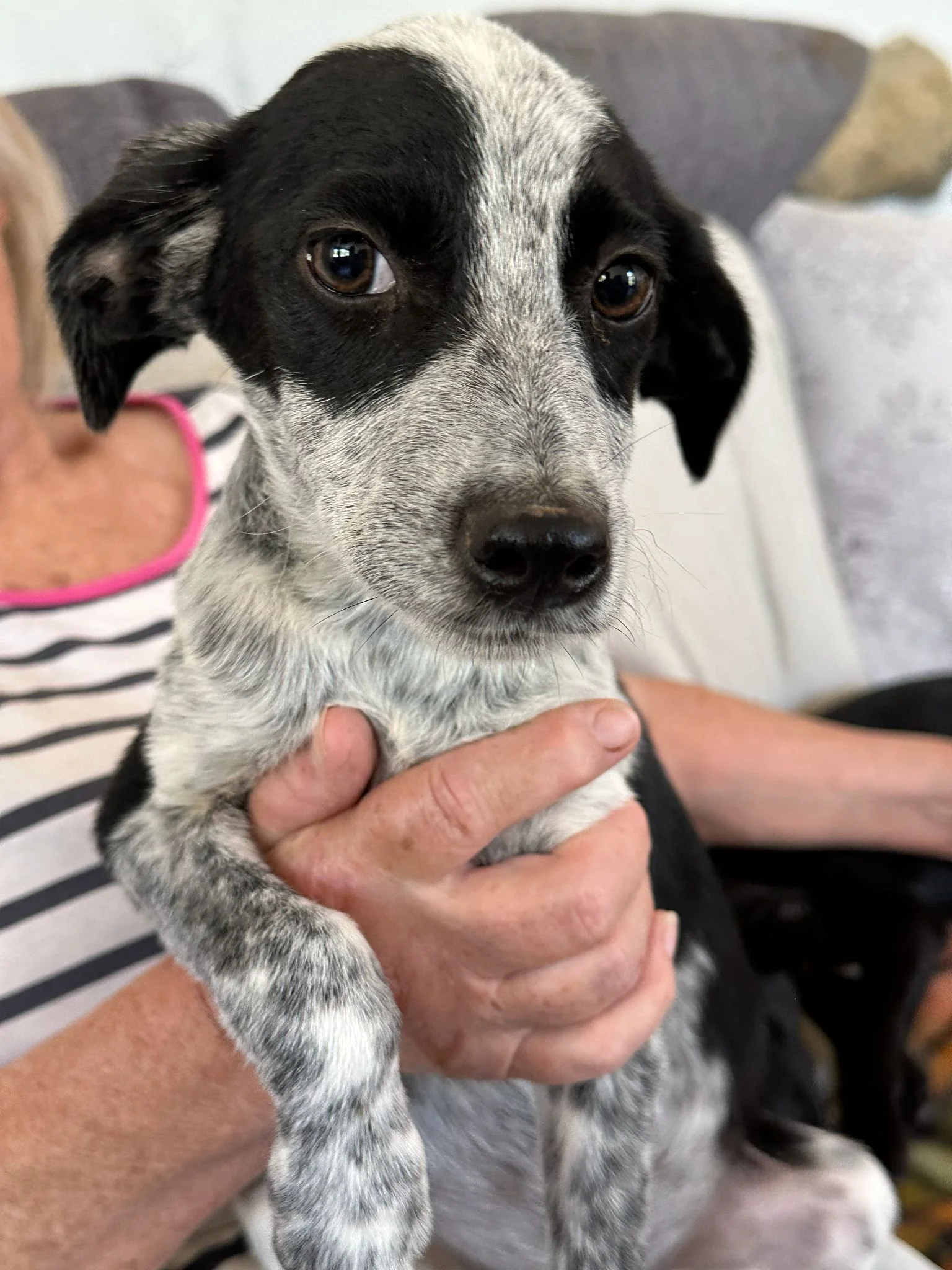 adopt-a-rescue-puppy-uk
