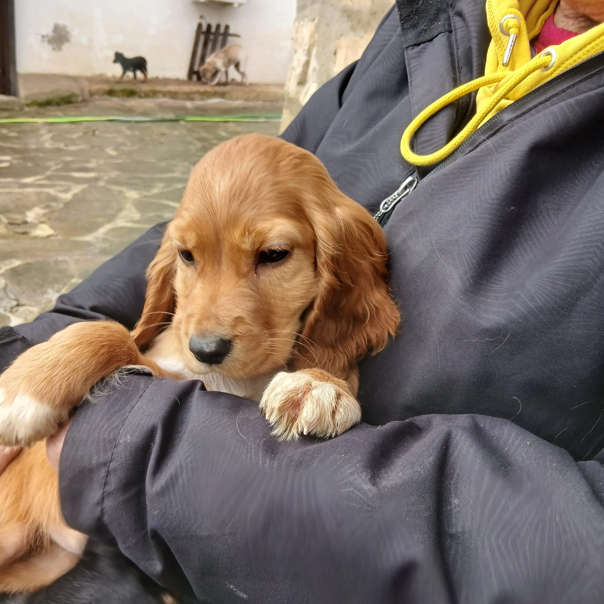 English-cocker-spaniel-pup
