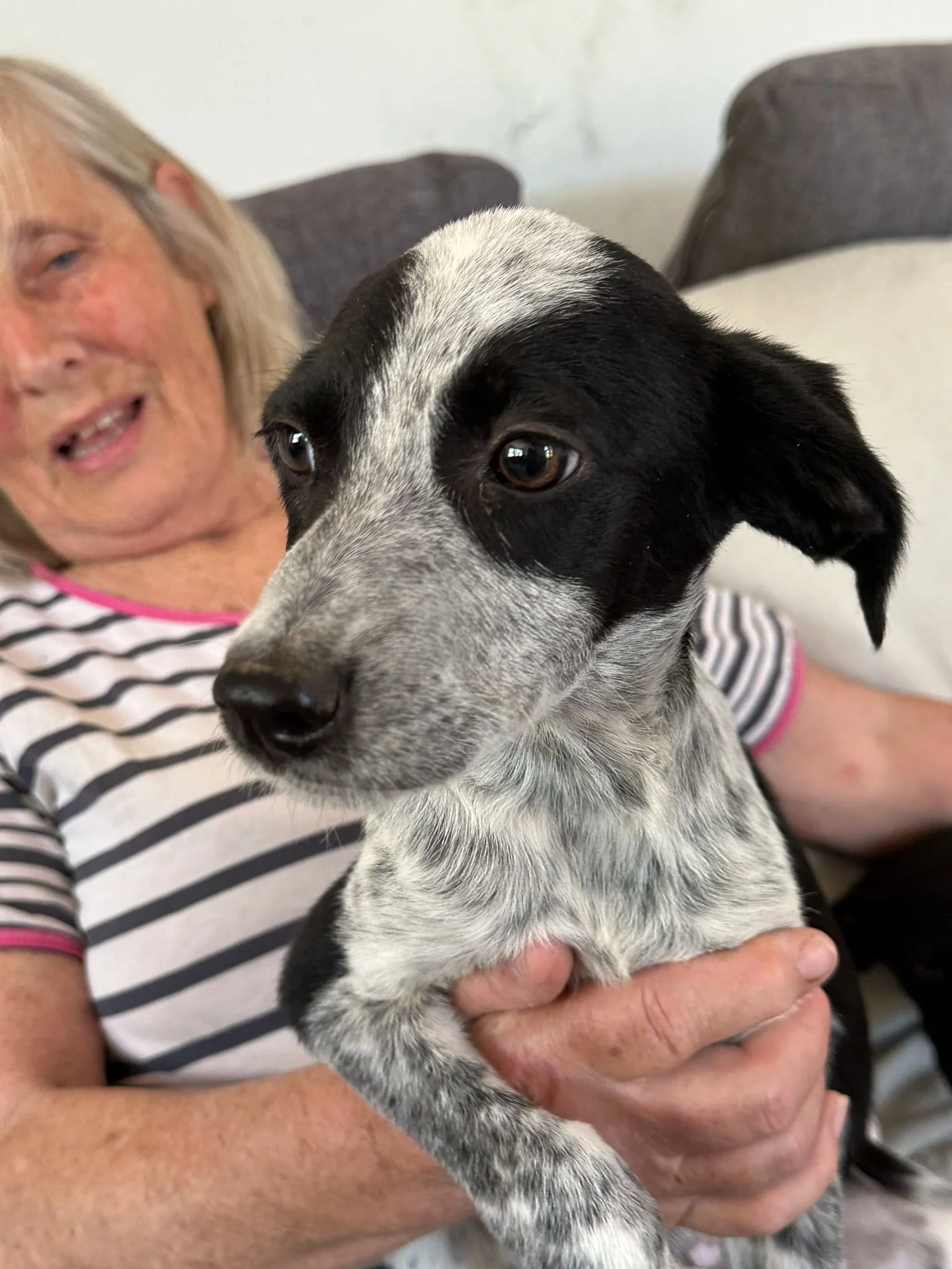 adopt-a-rescue-dog-uk