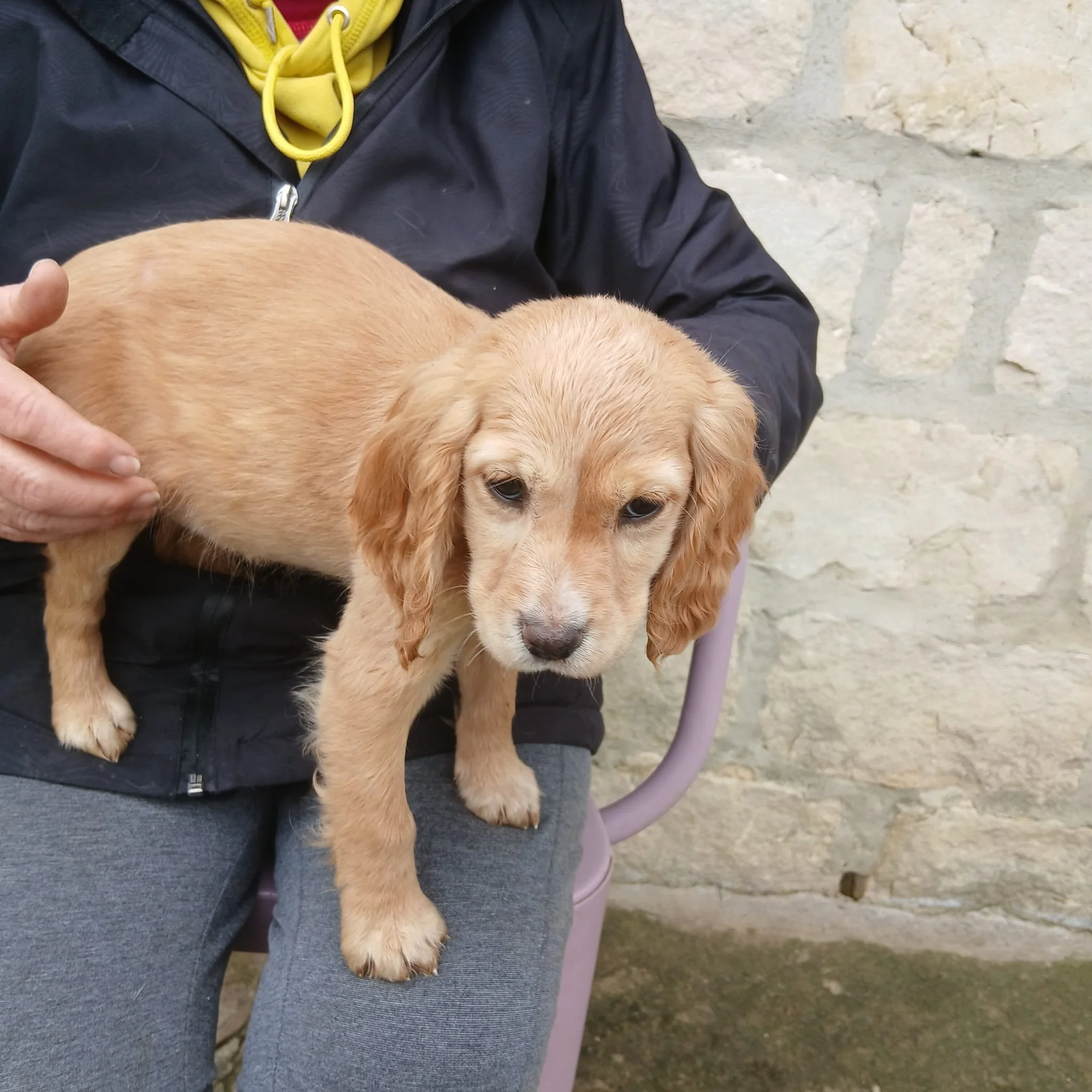 English Cocker Spaniel Pup