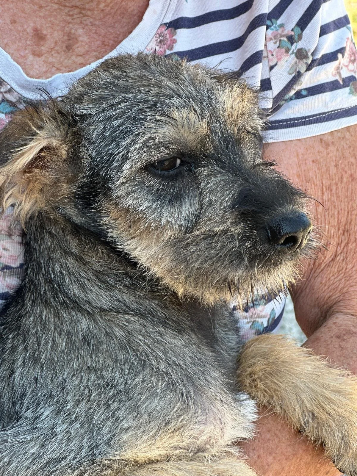 adopt-a-puppy-uk