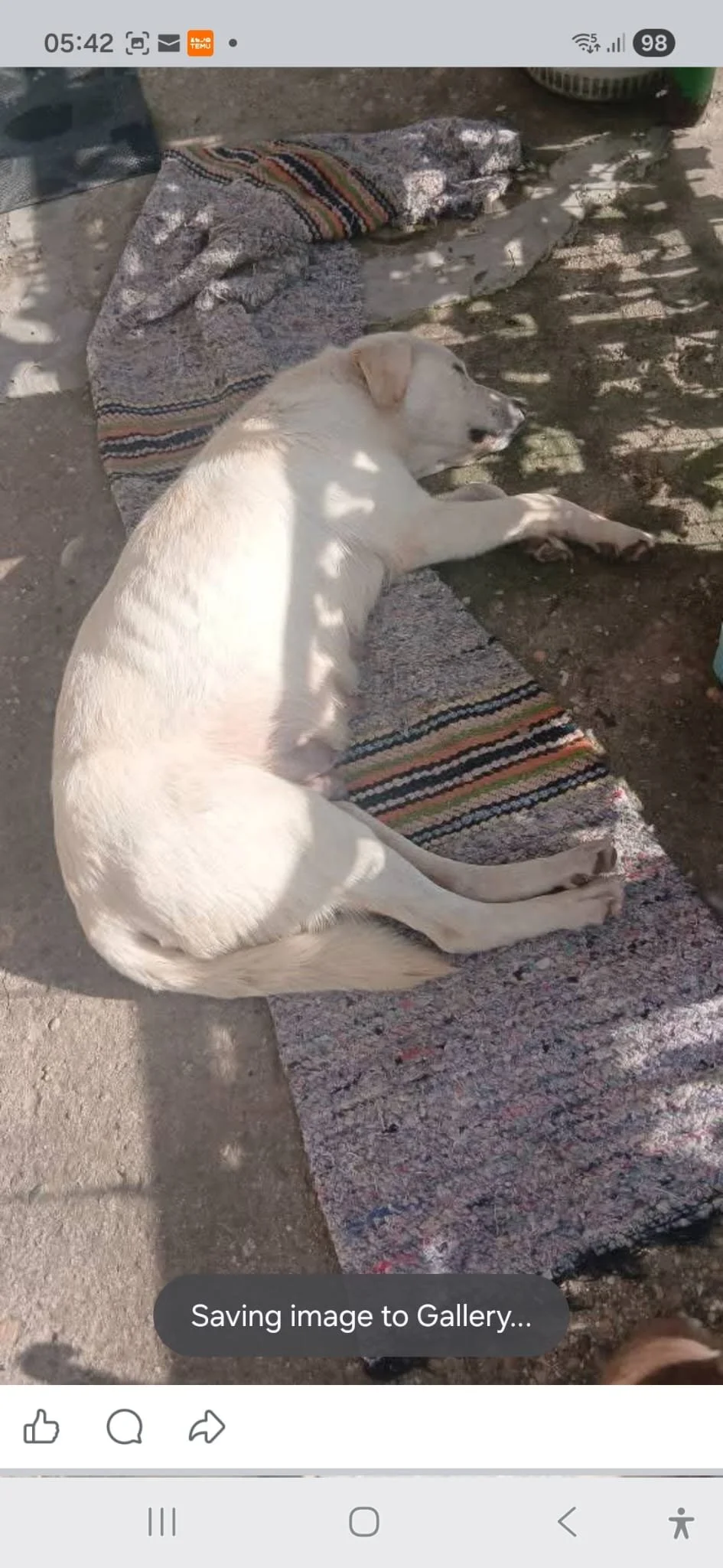 rescue-dogs-for-adoption