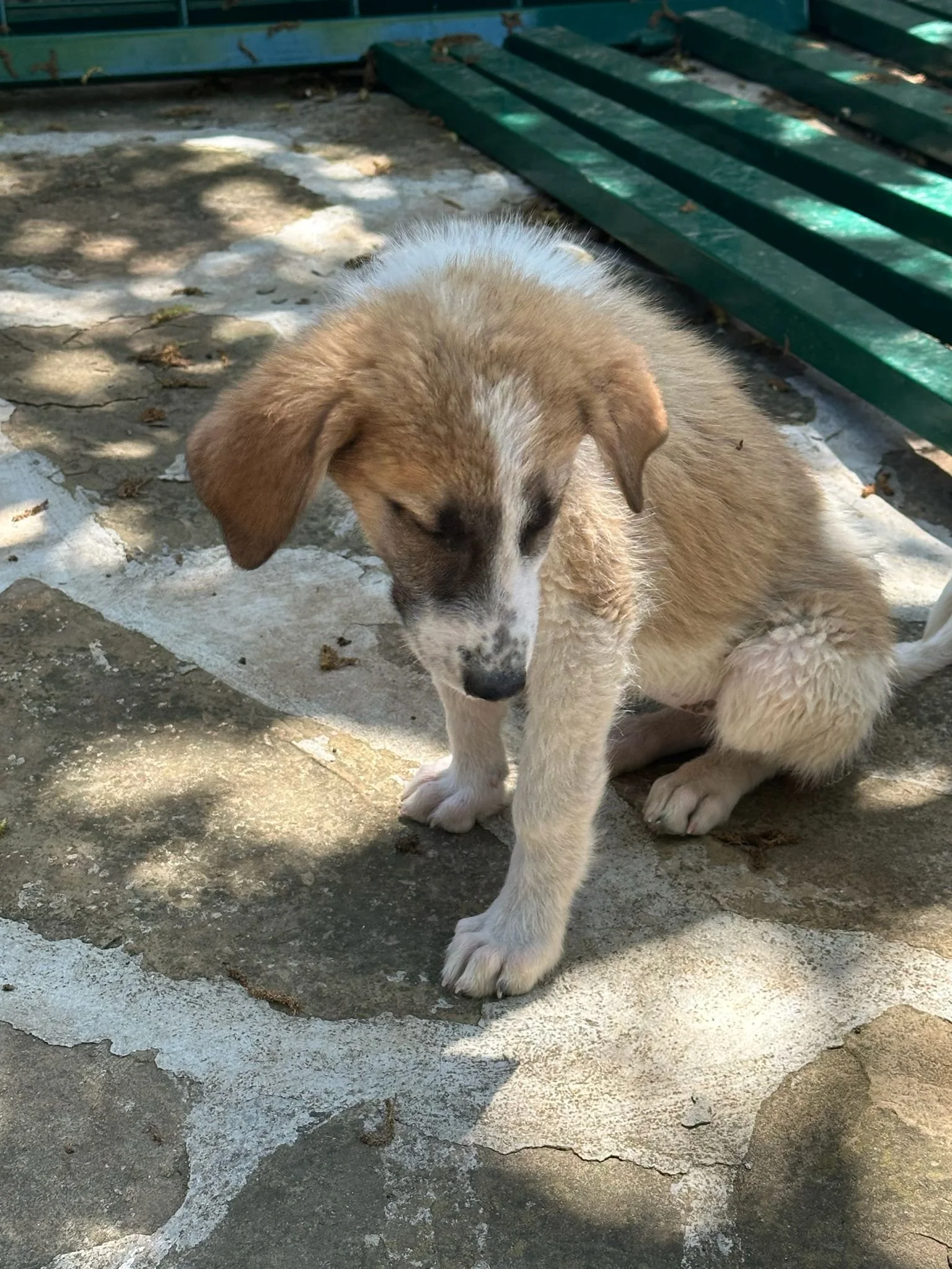 rescue-a-puppy