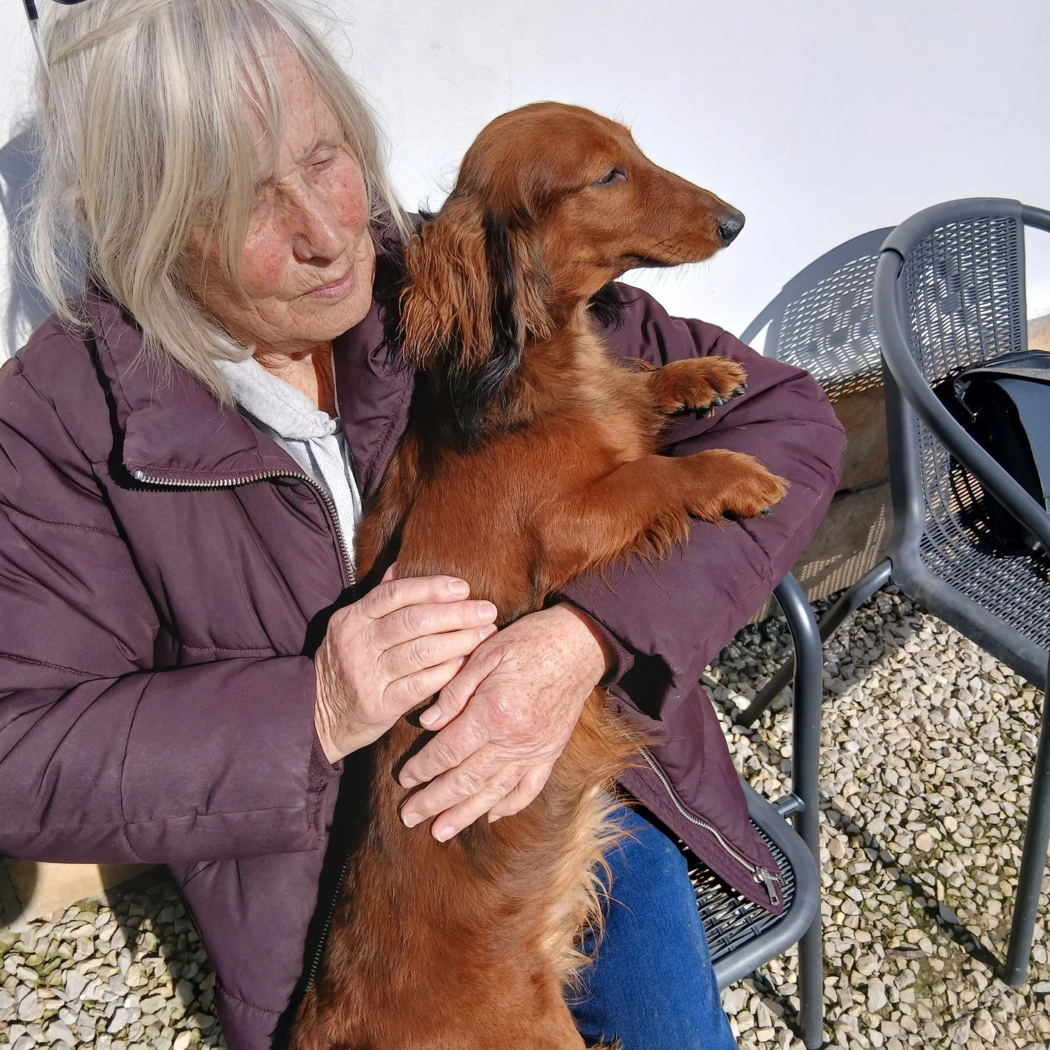 Dachshunds - for - adoption