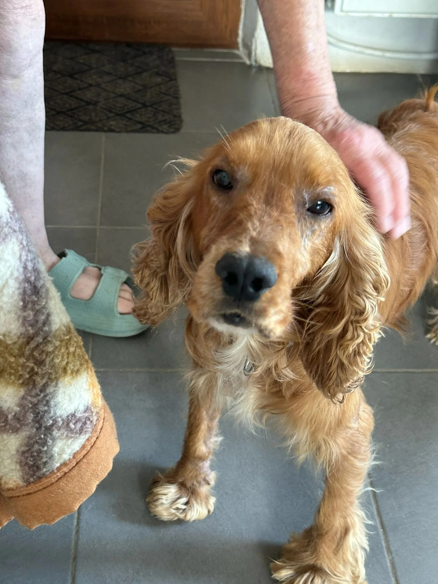 cocker-spaniel-rescue-adopt-uk
