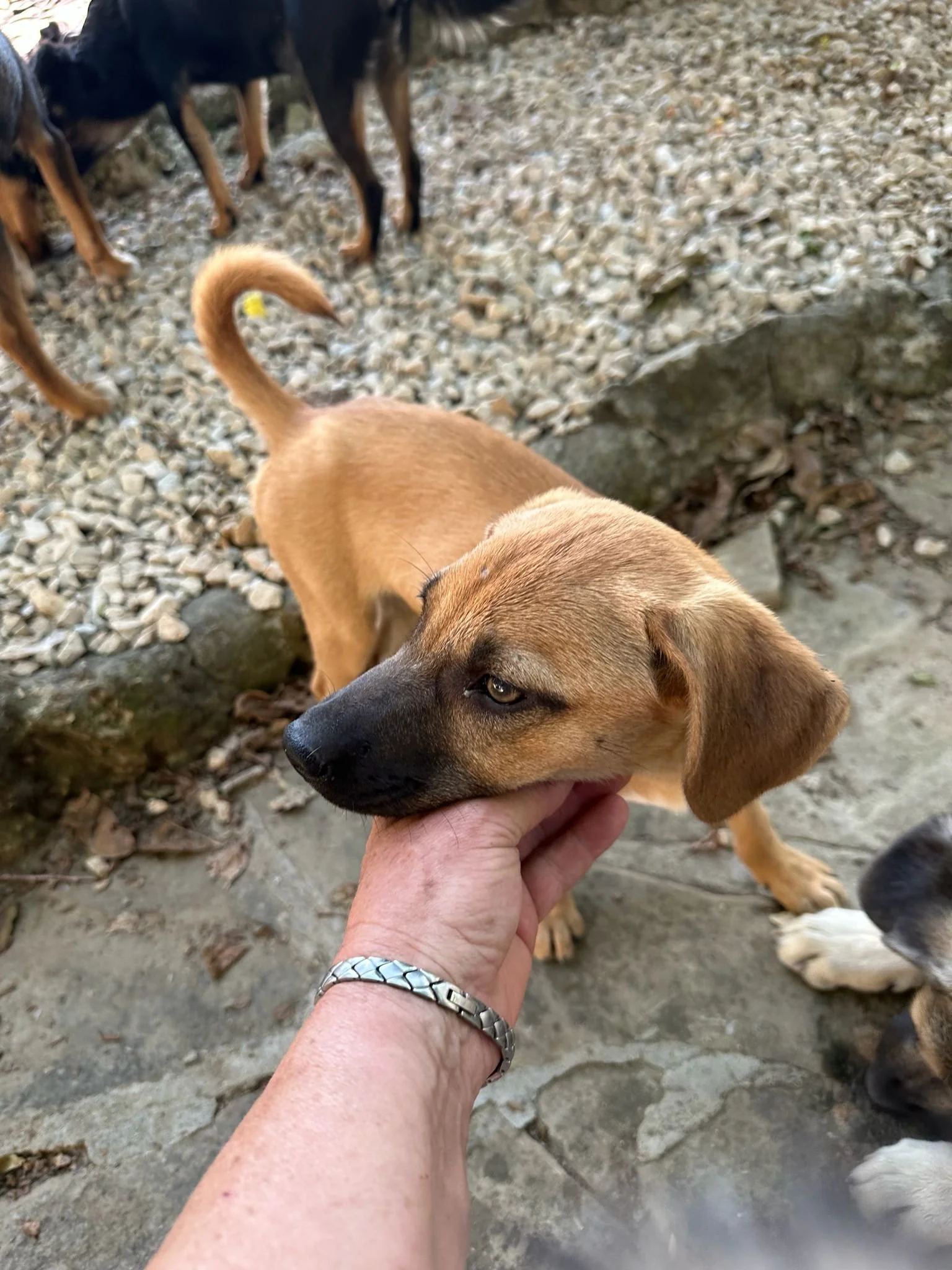 adopt-a-puppy-uk