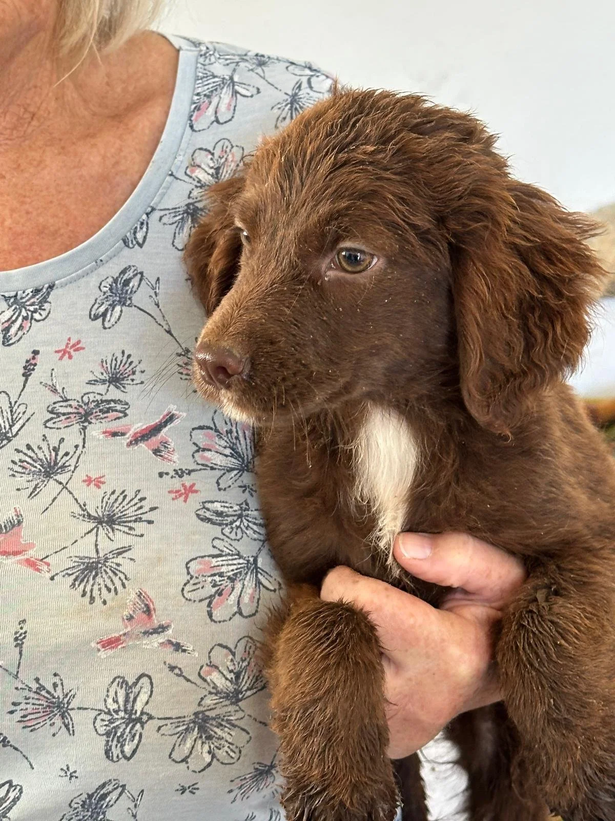 adopt-a-pup-uk
