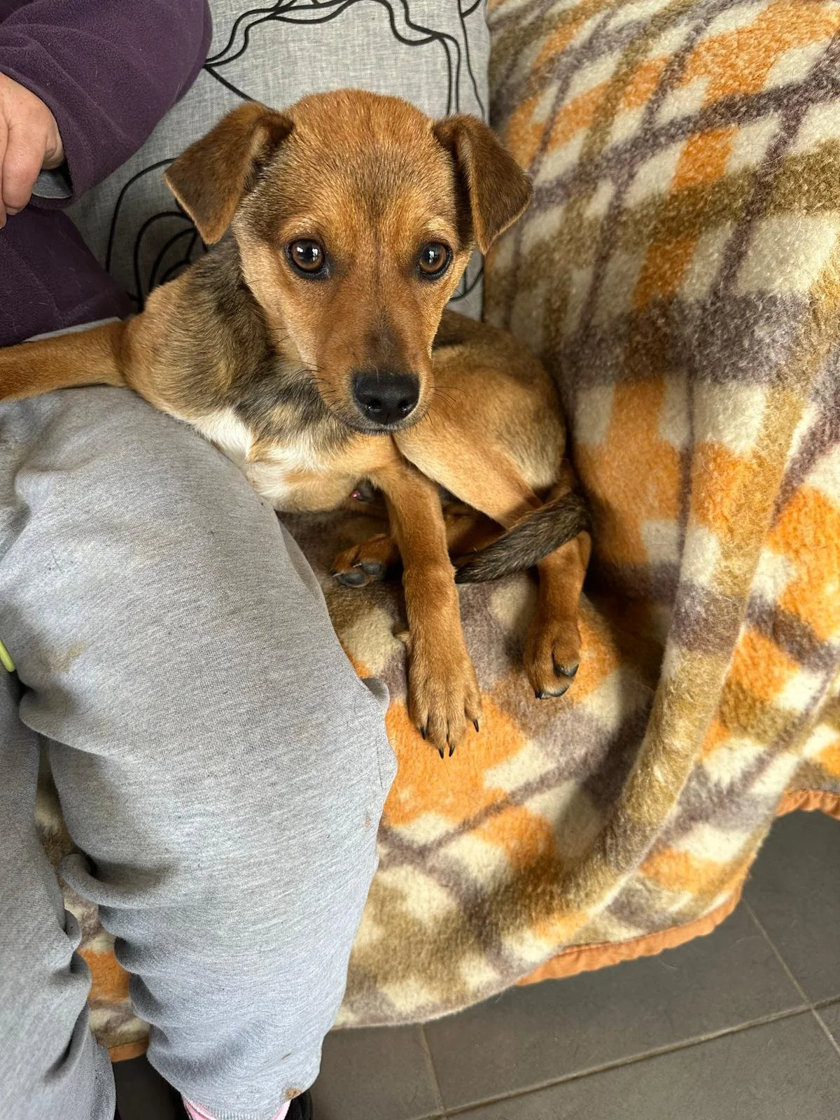 Rescue-dogs-for-adoption