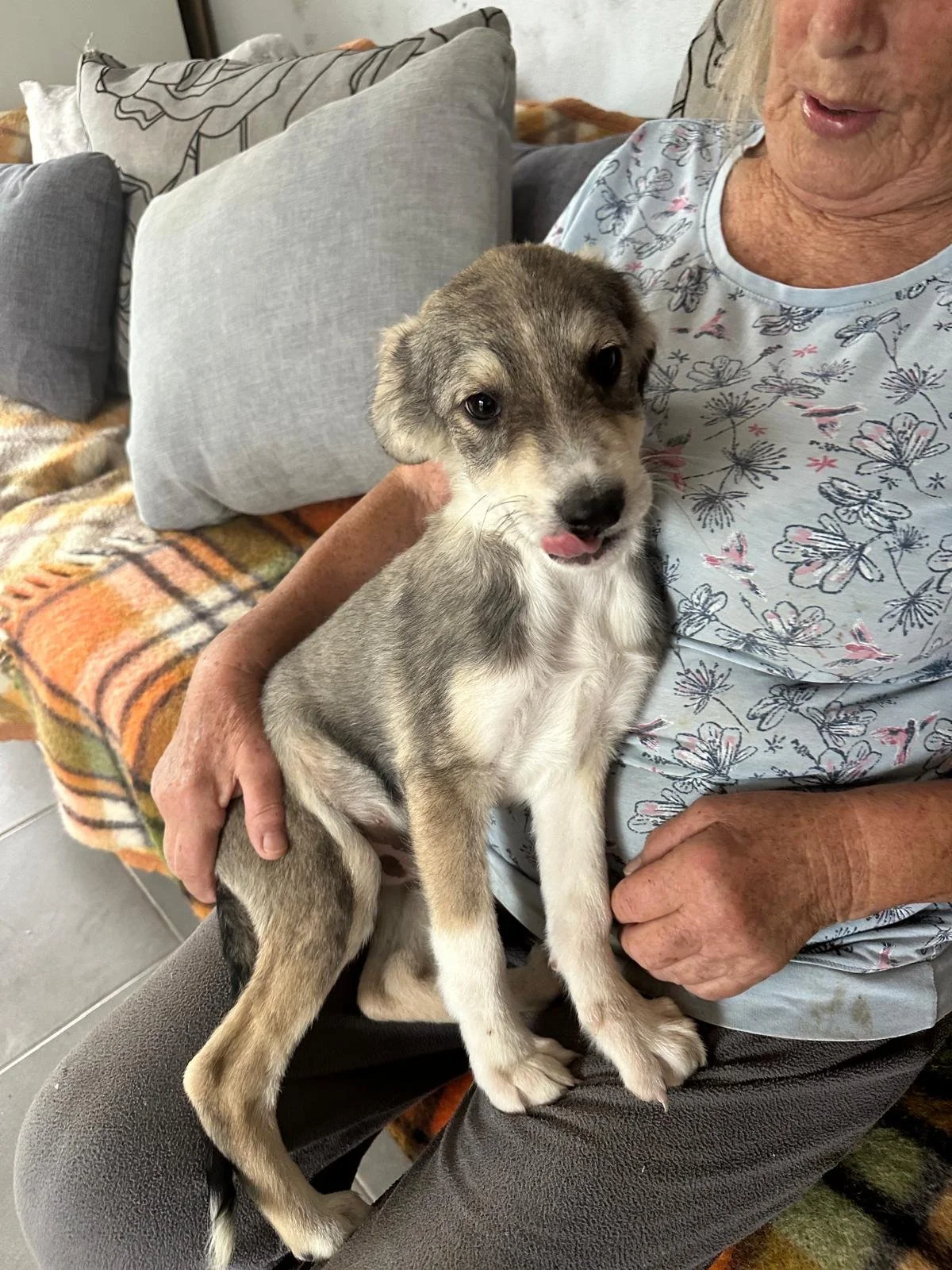 adopt-pup-uk