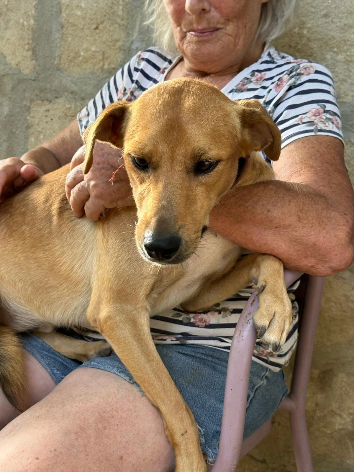 Adopt-a-dog-uk