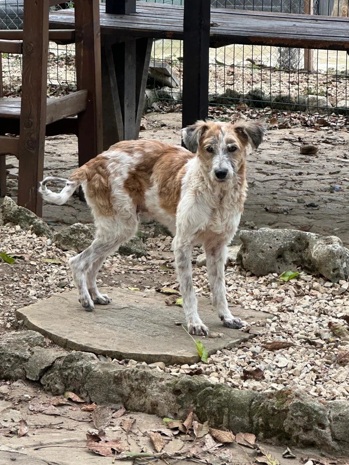 Adopt-a-rescue-dog-uk