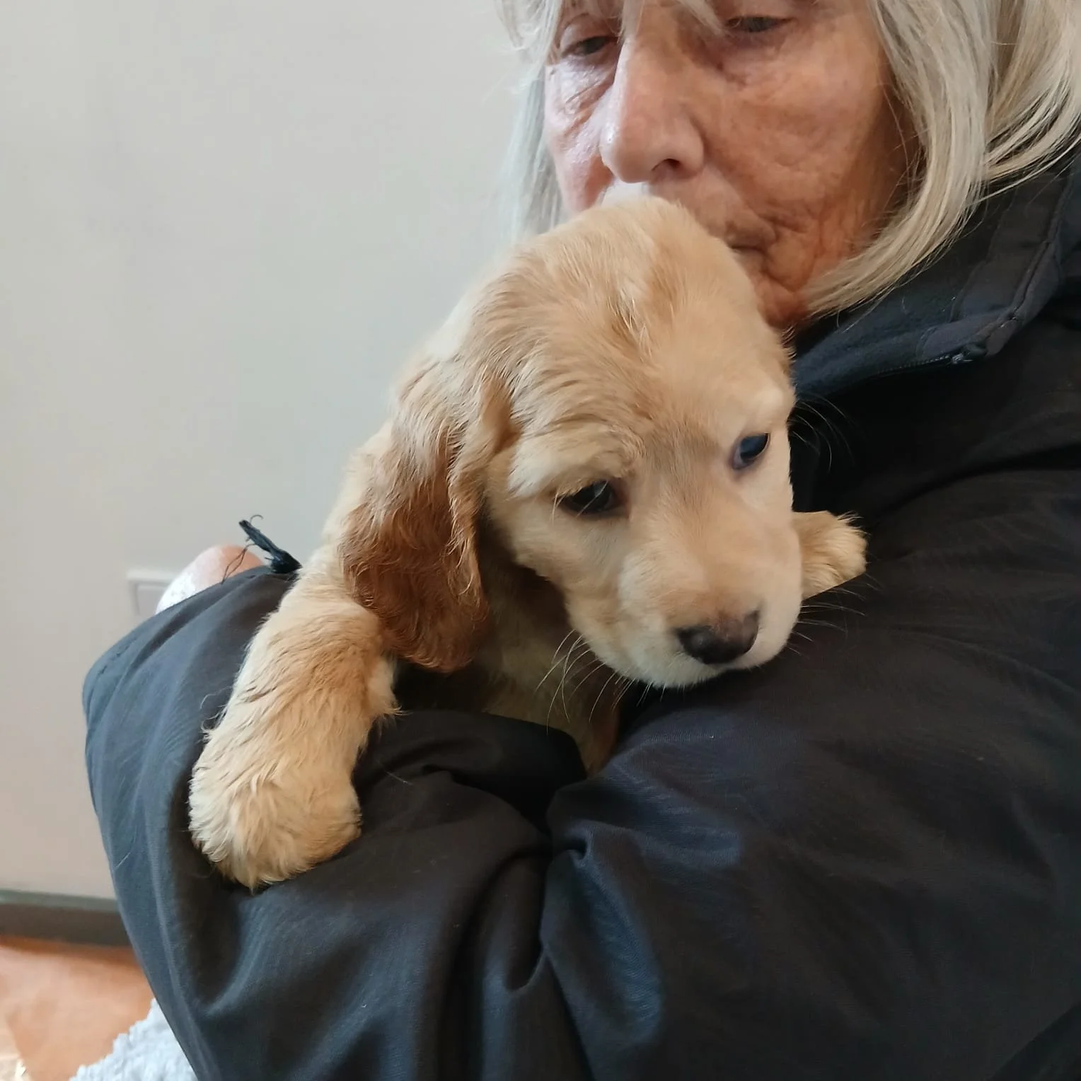 English Cocker spaniel rescue puppy