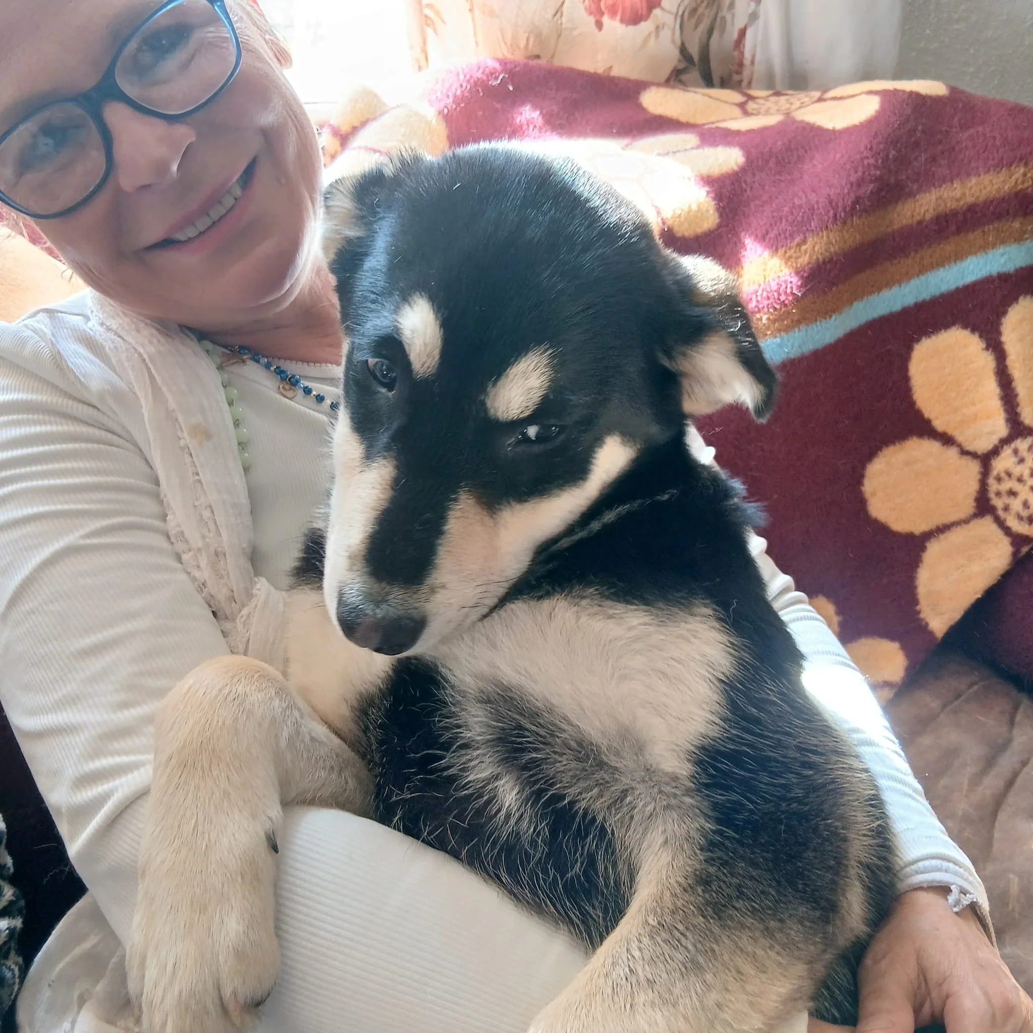 rescue-a-bulgarian-dog