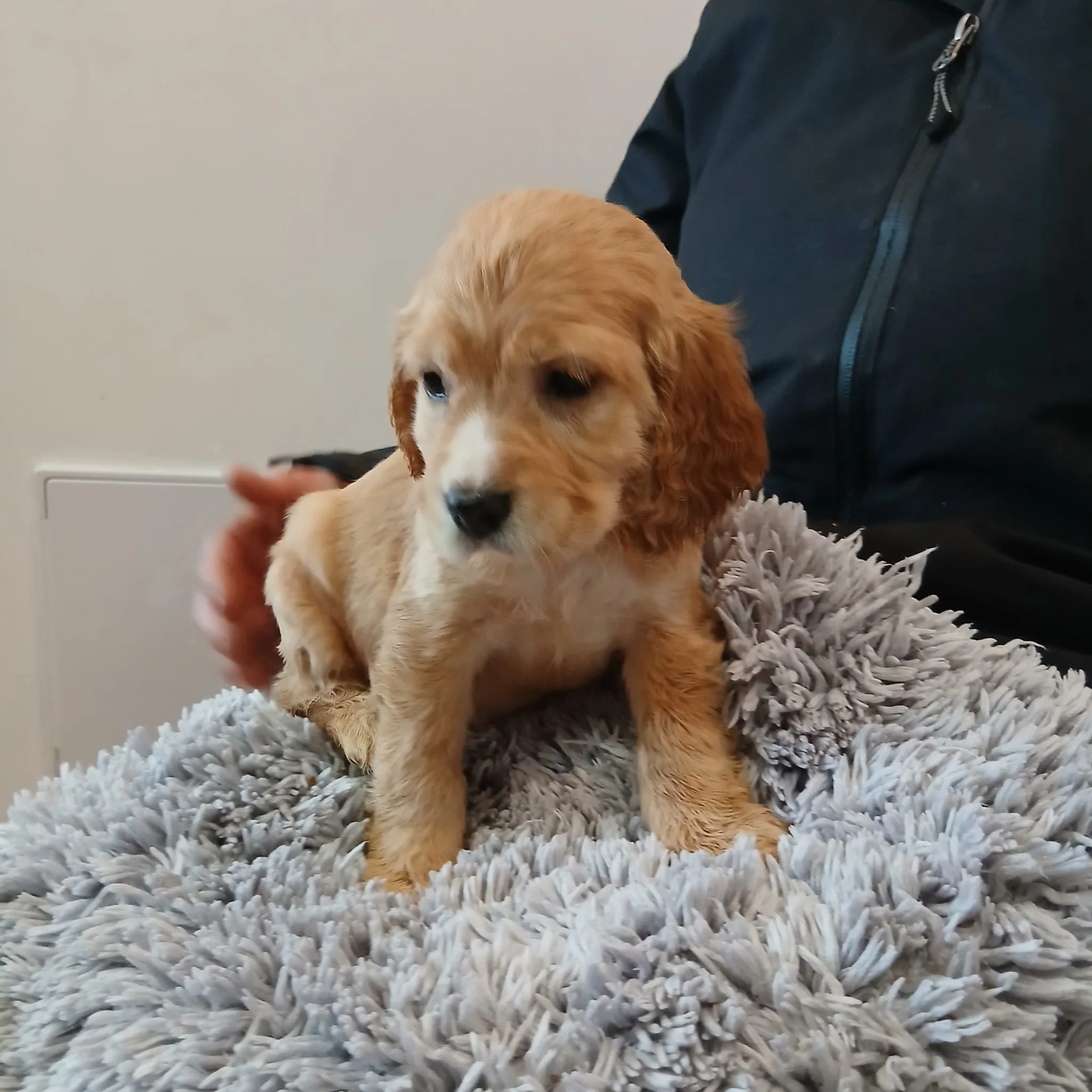 Adopt-a-cokcker-rescue