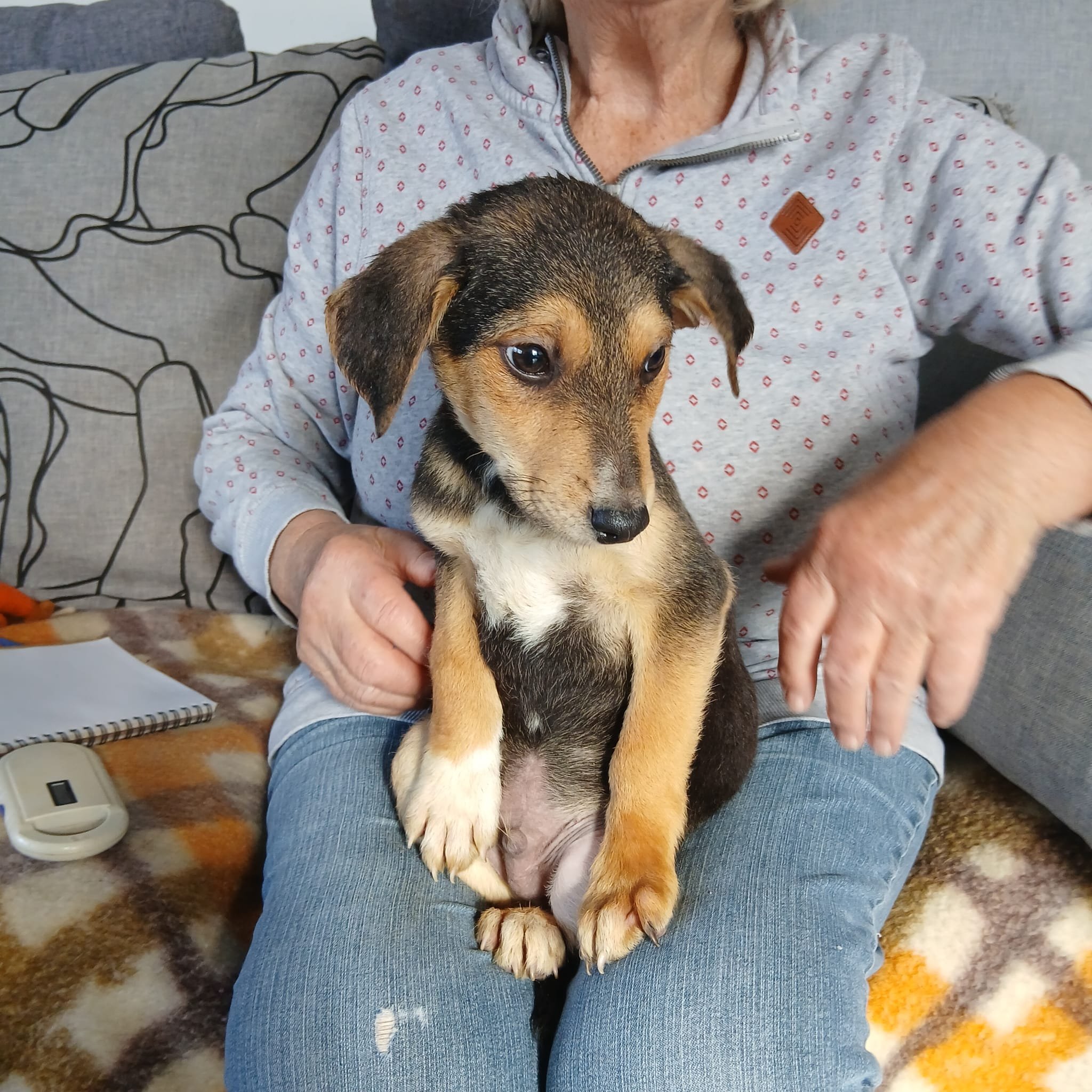 rescue-a-pup - romanian