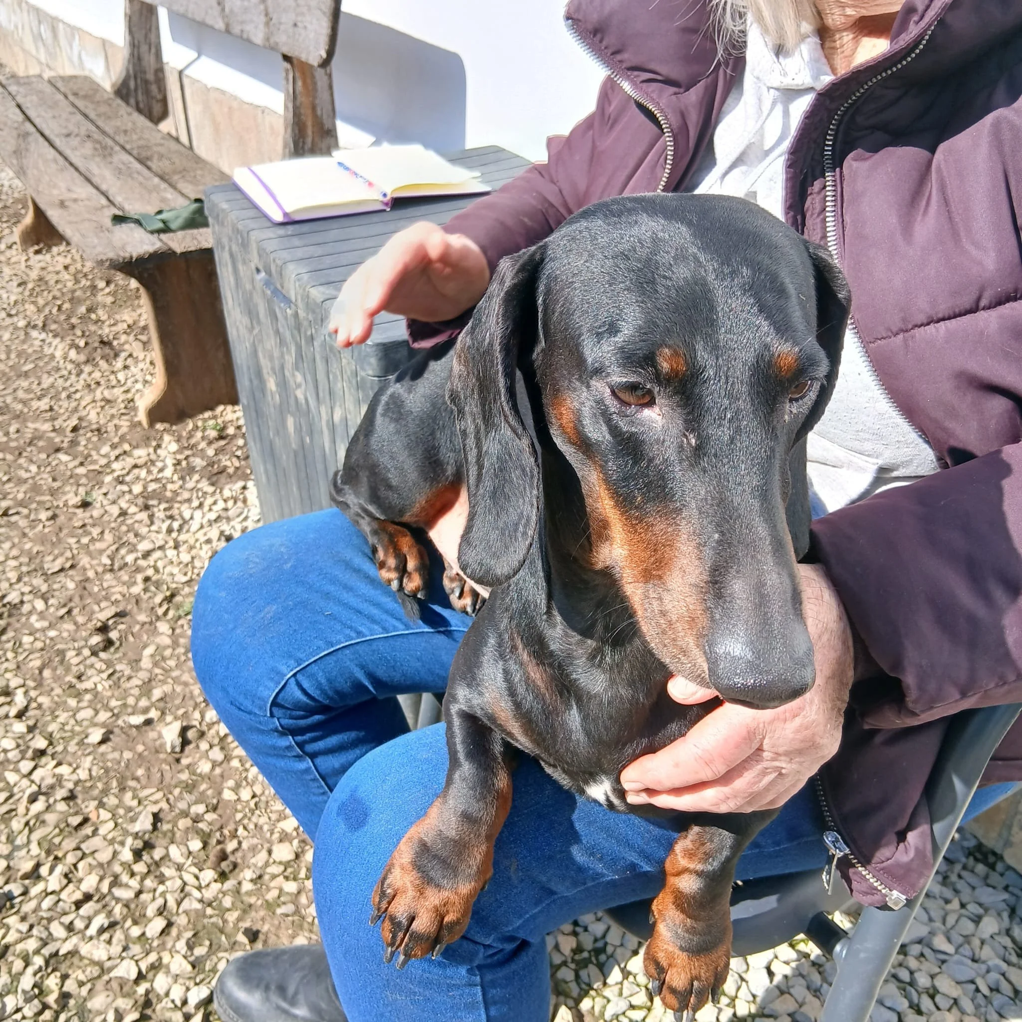 Standard-dachshund-adopt-london