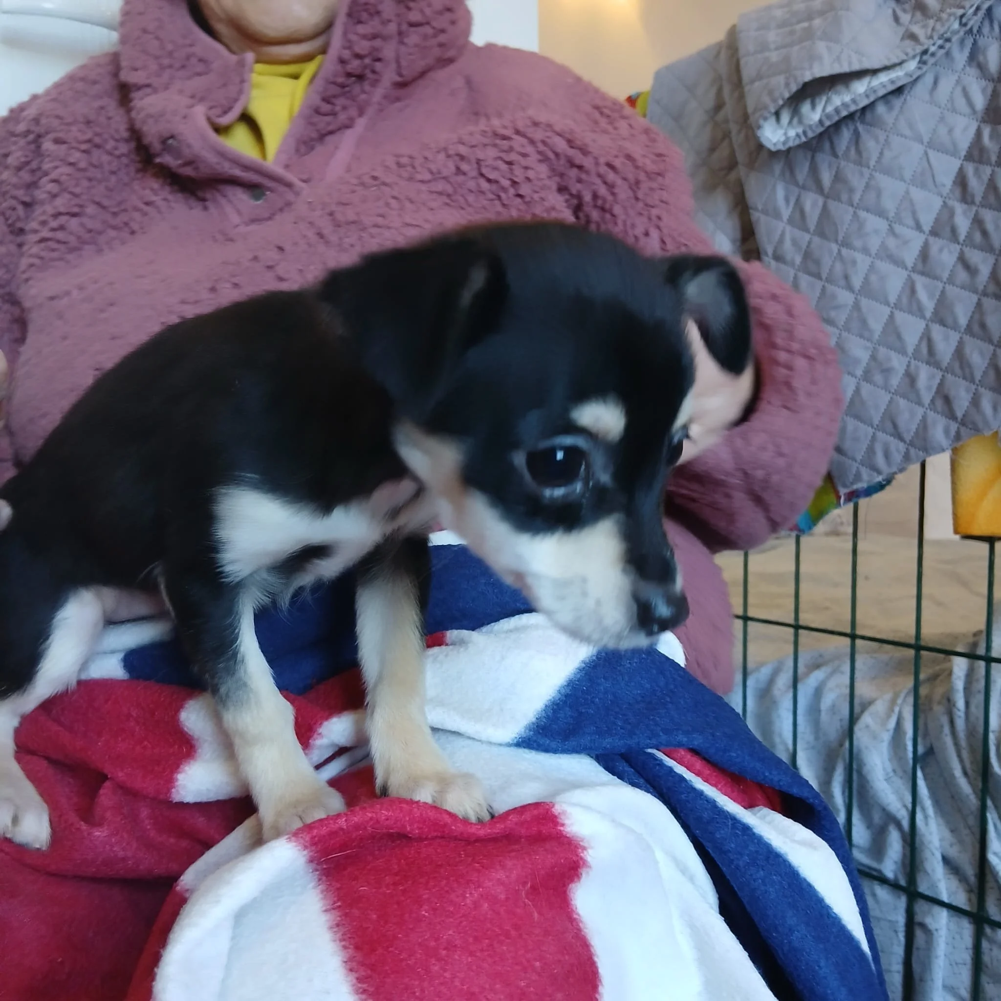 rescue-dogs-for-adoption