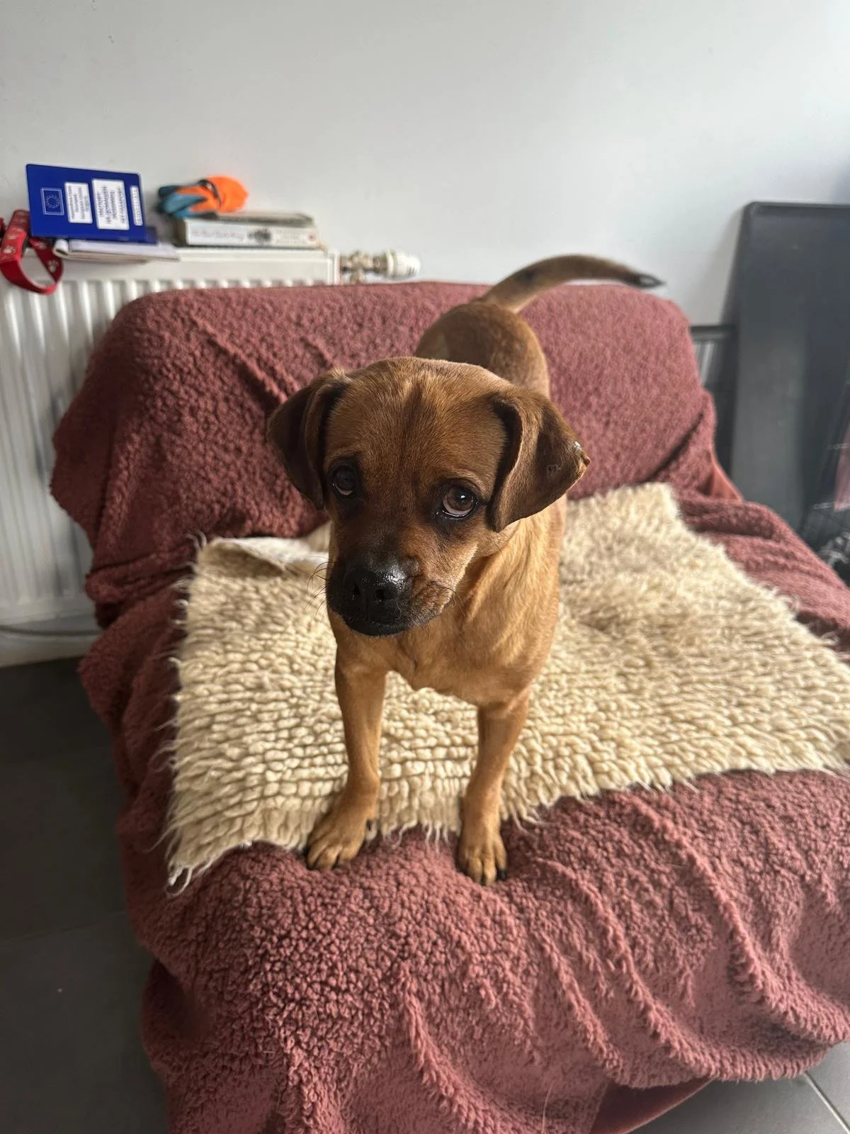 French-bull-dog- adopt