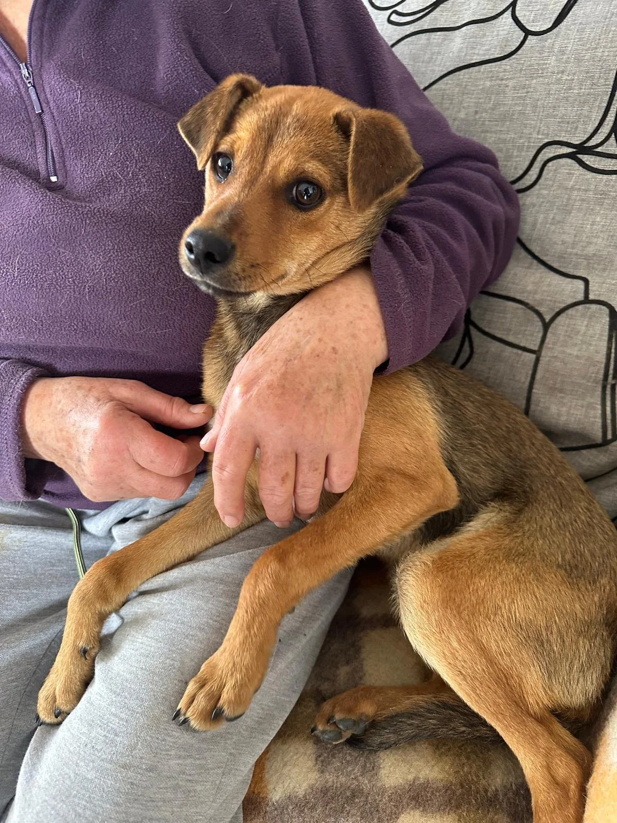 Rescue a puppy for U.K