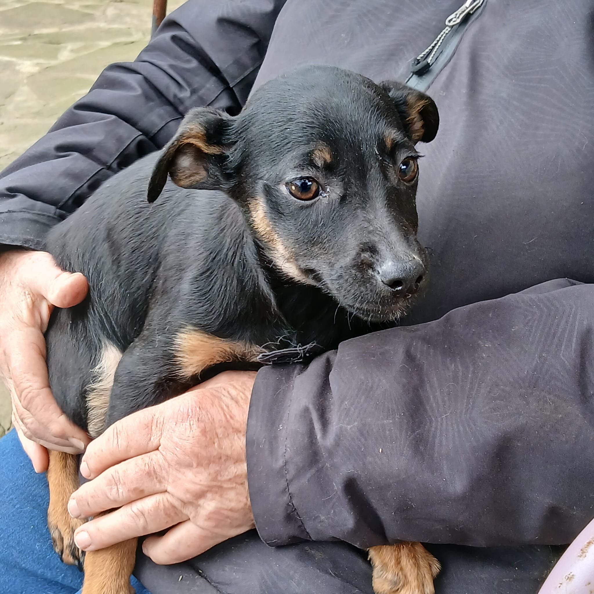 Adopt-a-rescue-puppy-bristol