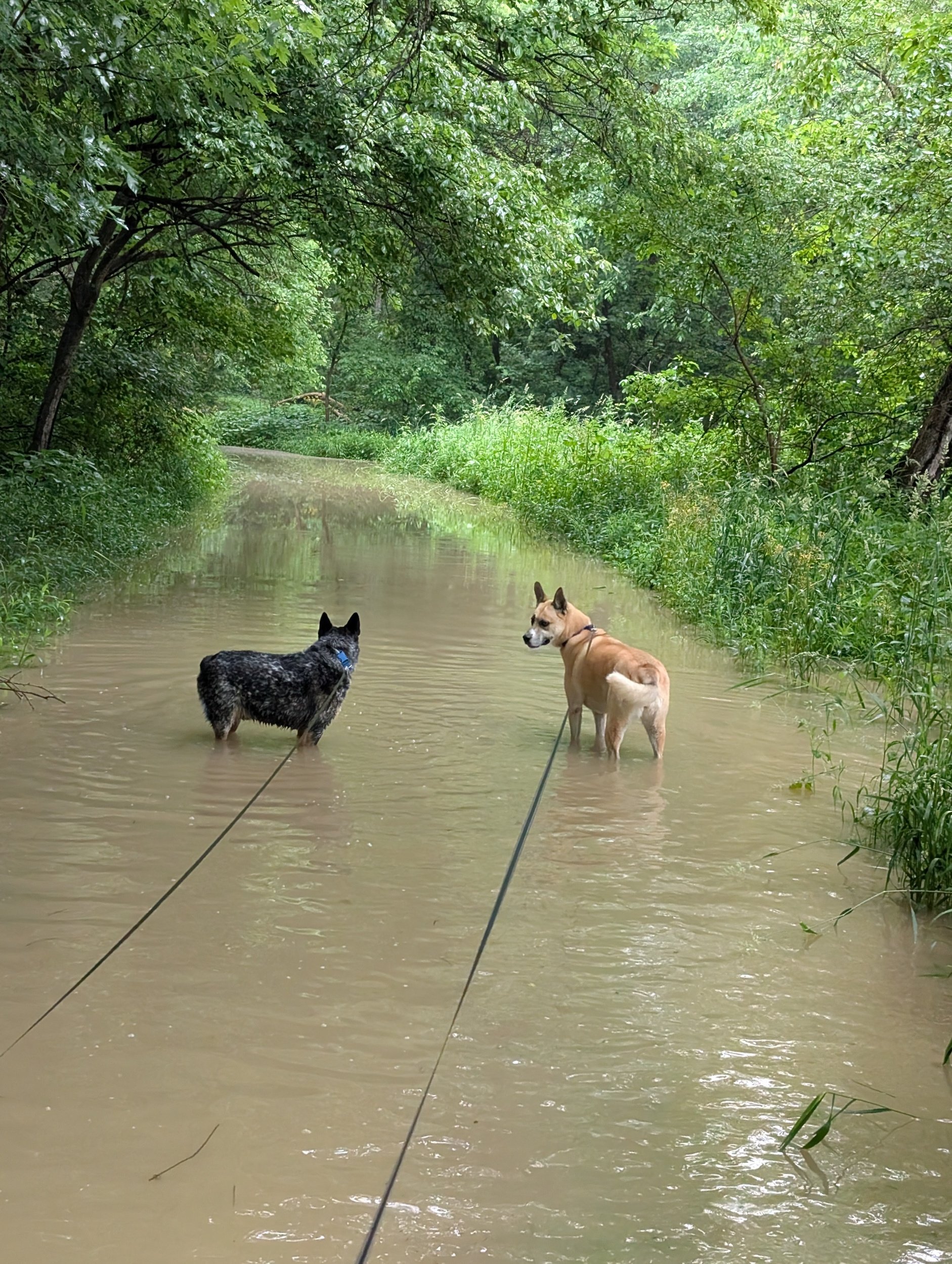 Spring was full of flooded hikes. Not many opportunities to get out under the stars.